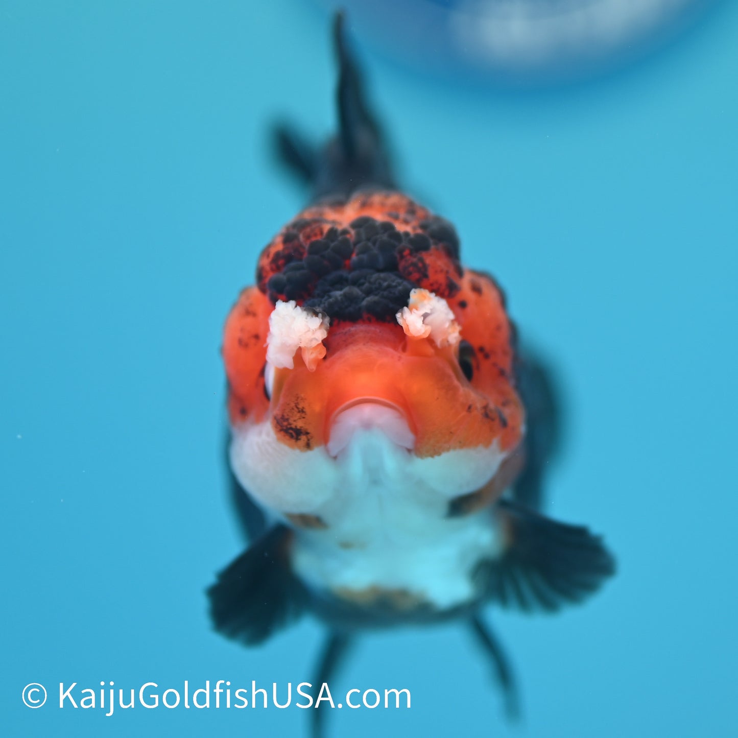 Black Body Red Head YuanBao Oranda 4.5 inches (240510_OR08) - Kaiju Goldfish USA