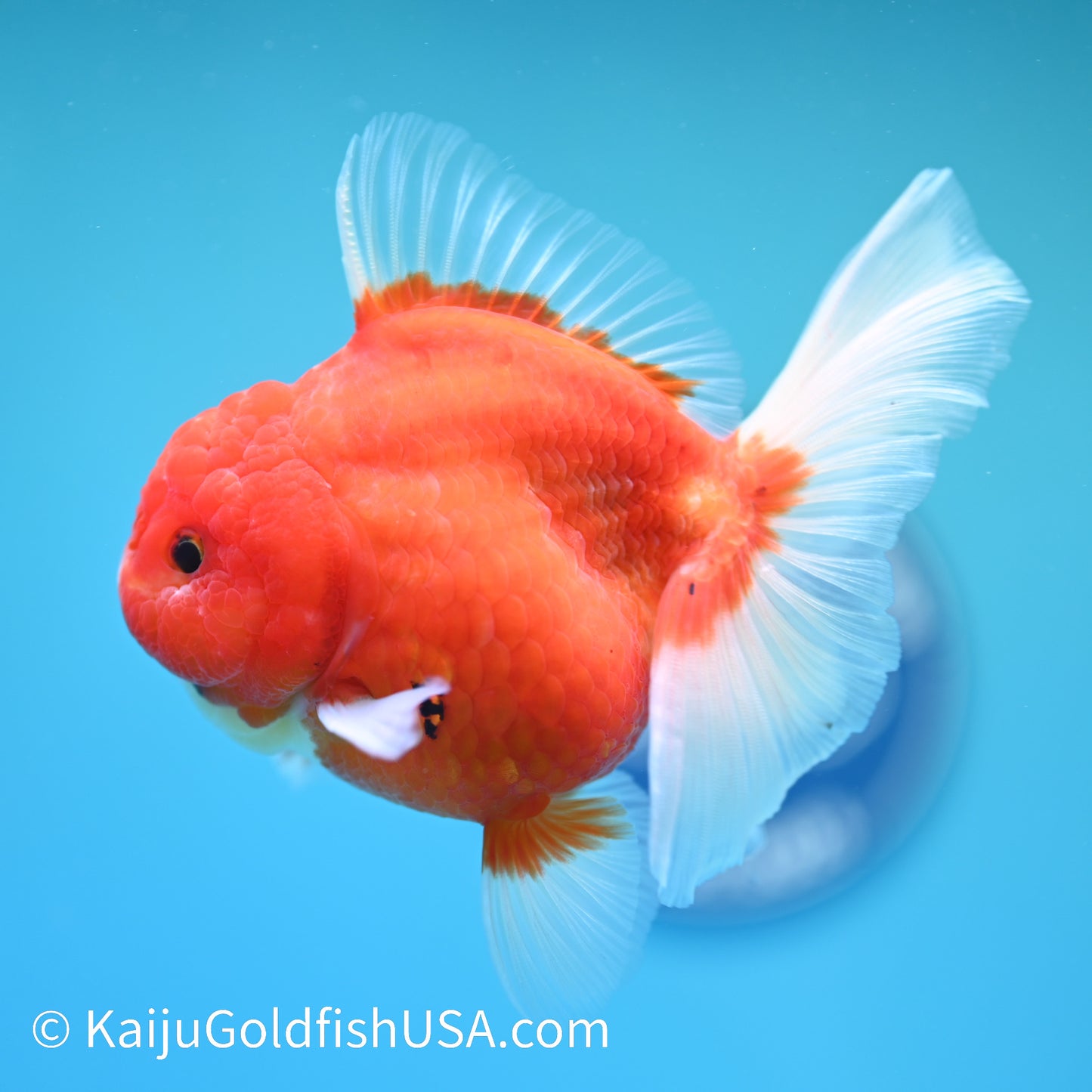 Sakura Rose Tail Oranda 5 inches (240503_OR08) - Kaiju Goldfish USA