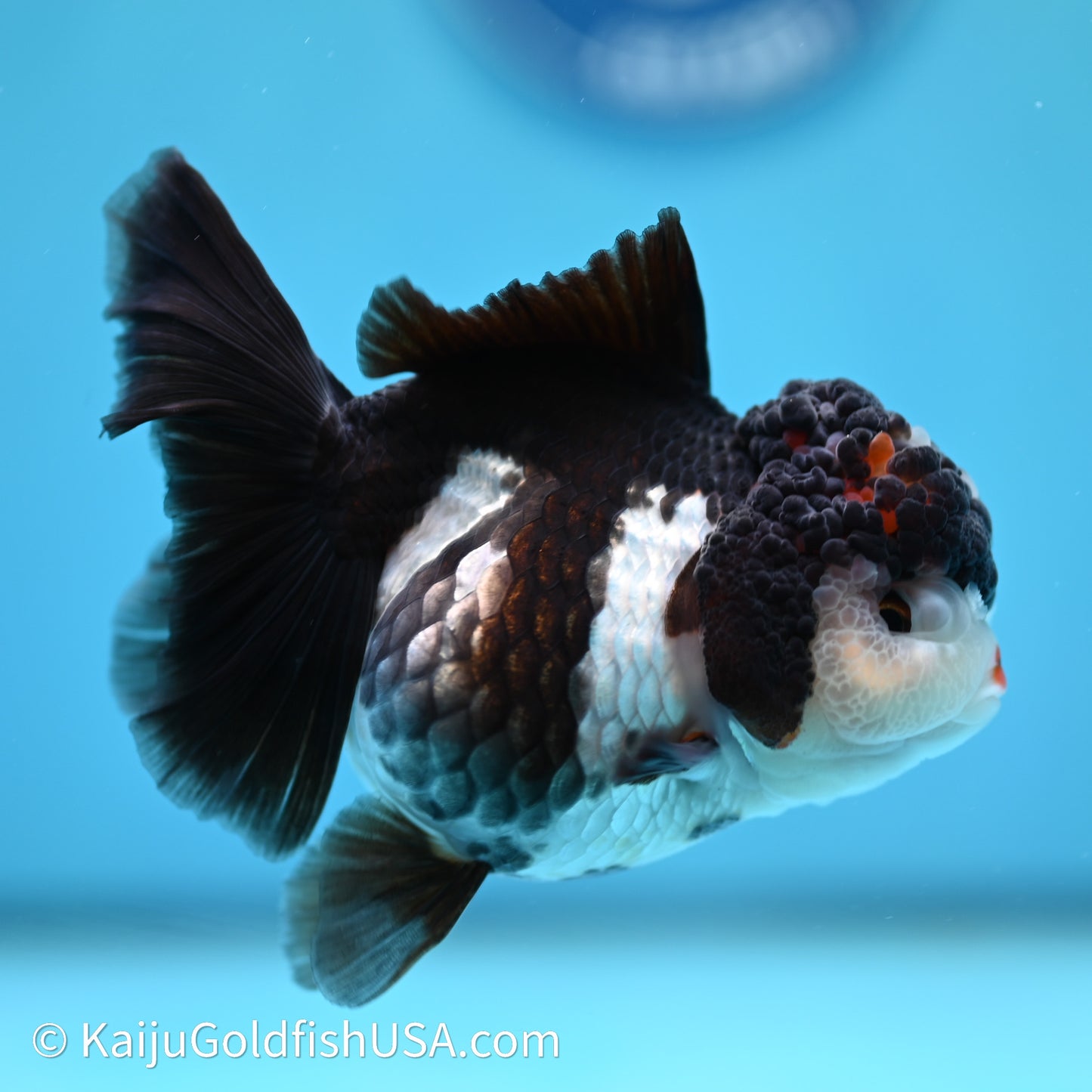 Rose Tail Panda Oranda 3.5in body (240607_OR08) - Kaiju Goldfish USA