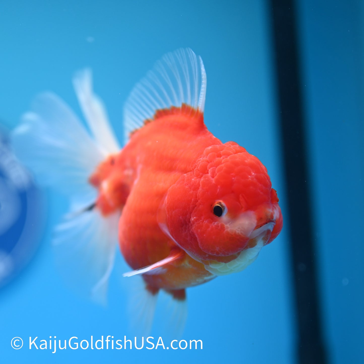 Sakura Rose Tail Oranda 5 inches (240503_OR08) - Kaiju Goldfish USA