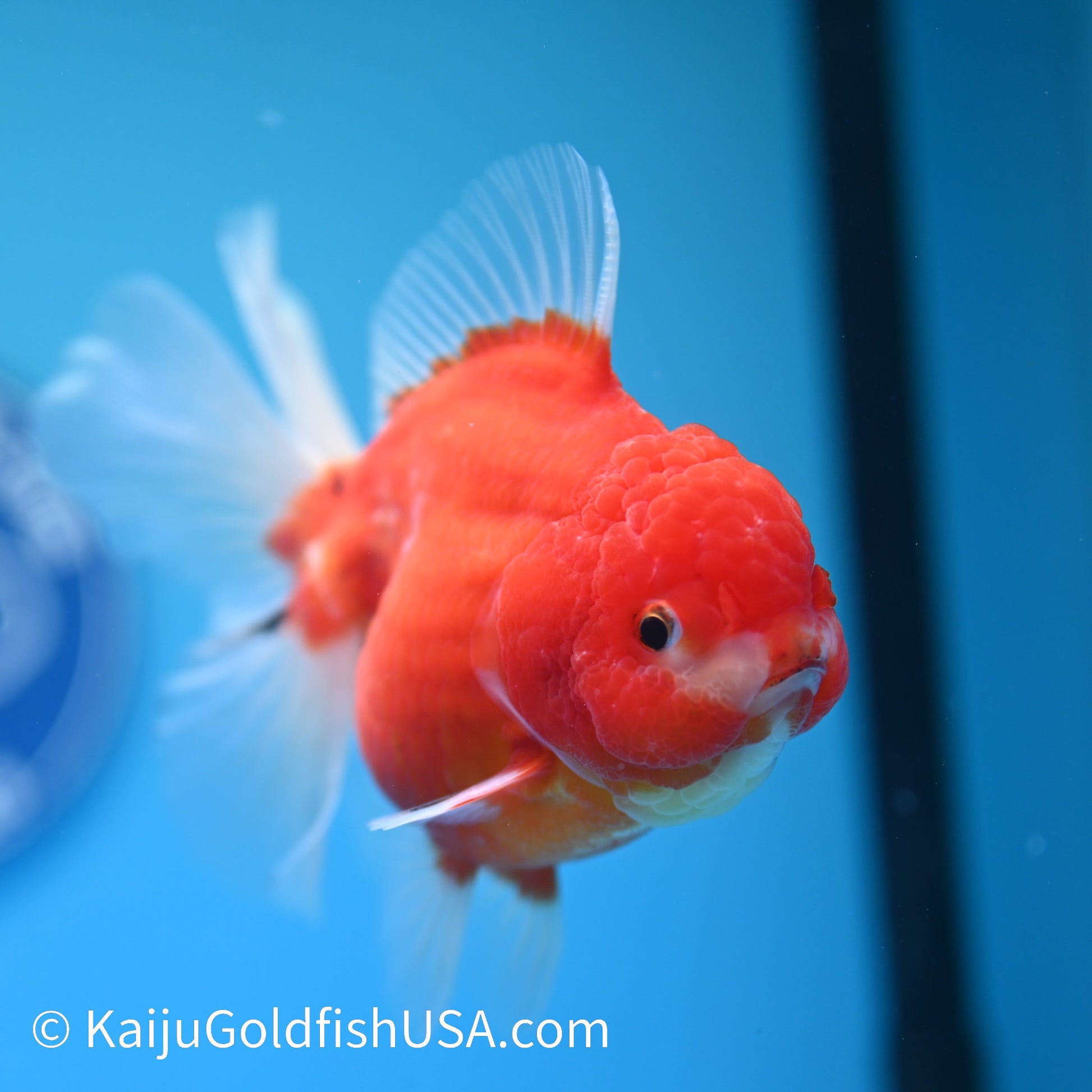 Sakura Rose Tail Oranda 5 inches (240503_OR08) - Kaiju Goldfish USA