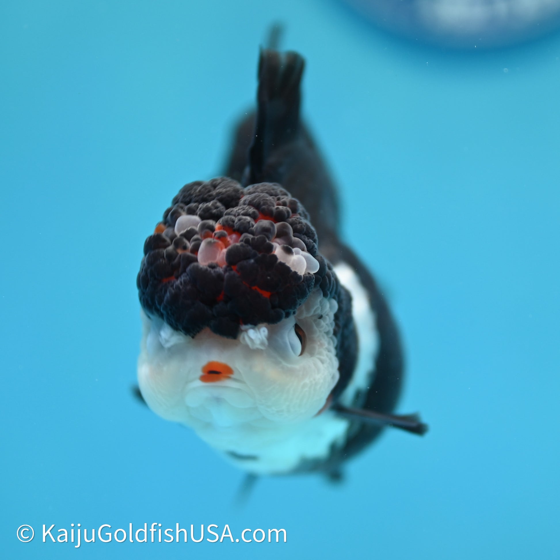 Rose Tail Panda Oranda 3.5in body (240607_OR08) - Kaiju Goldfish USA