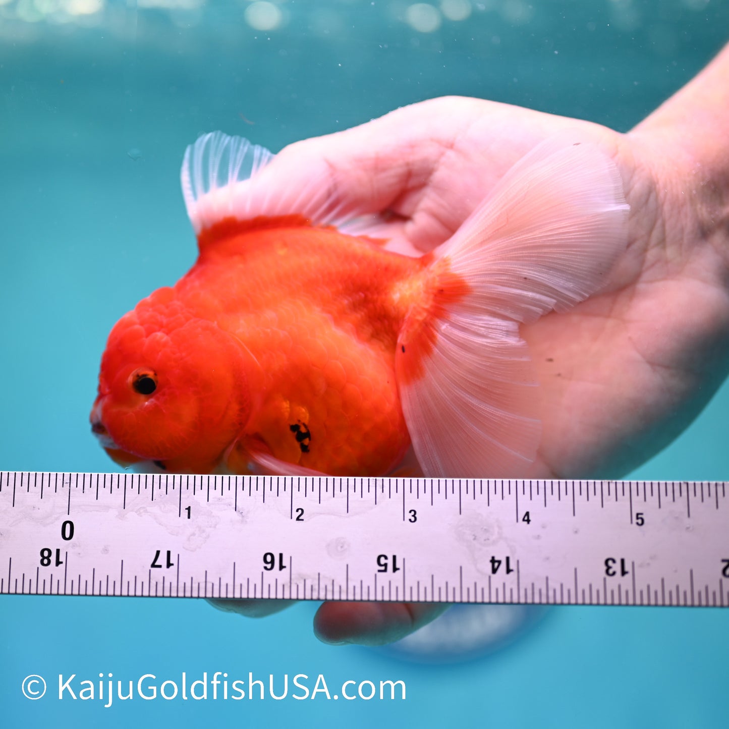 Sakura Rose Tail Oranda 5 inches (240503_OR08) - Kaiju Goldfish USA