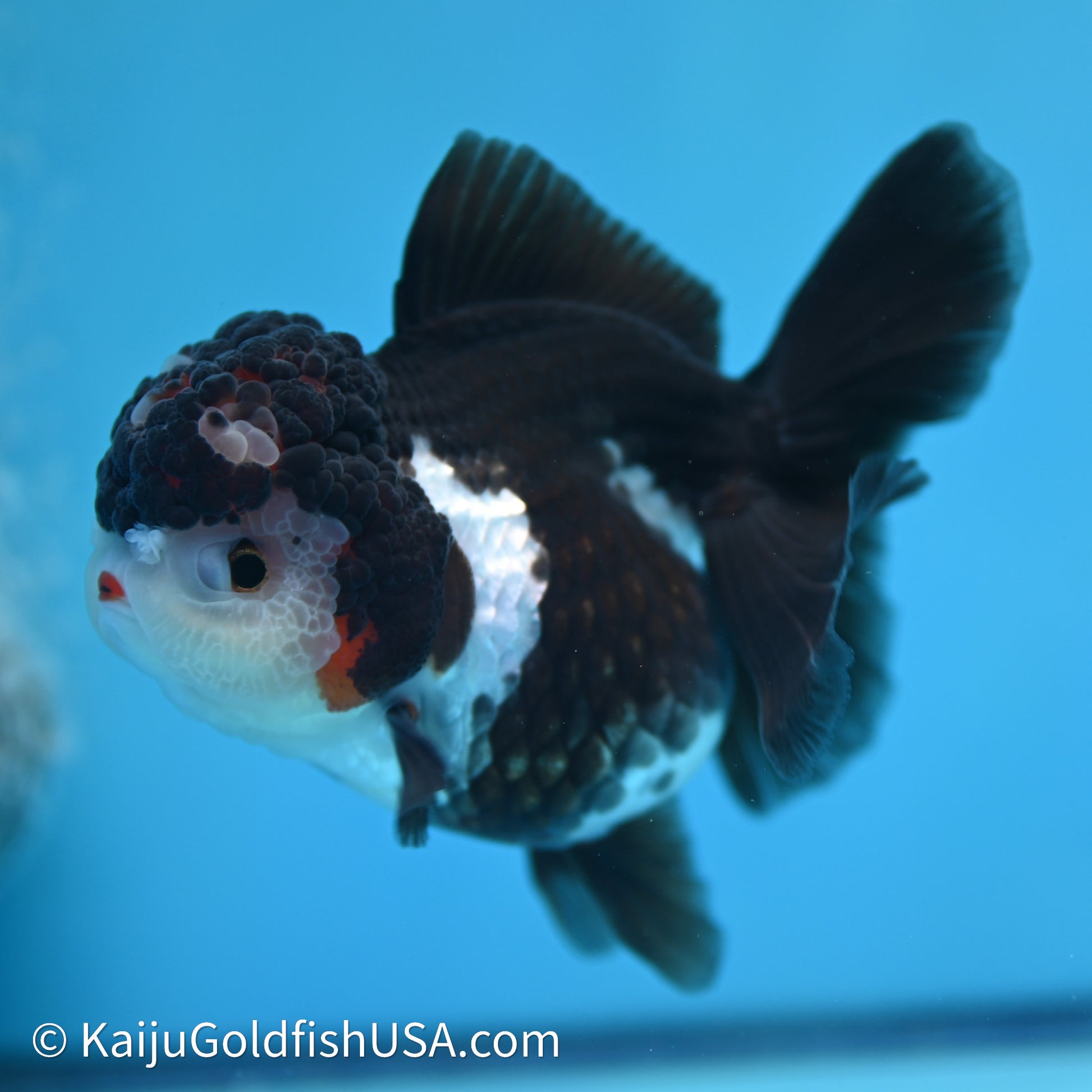 Rose Tail Panda Oranda 3.5in body (240607_OR08) - Kaiju Goldfish USA