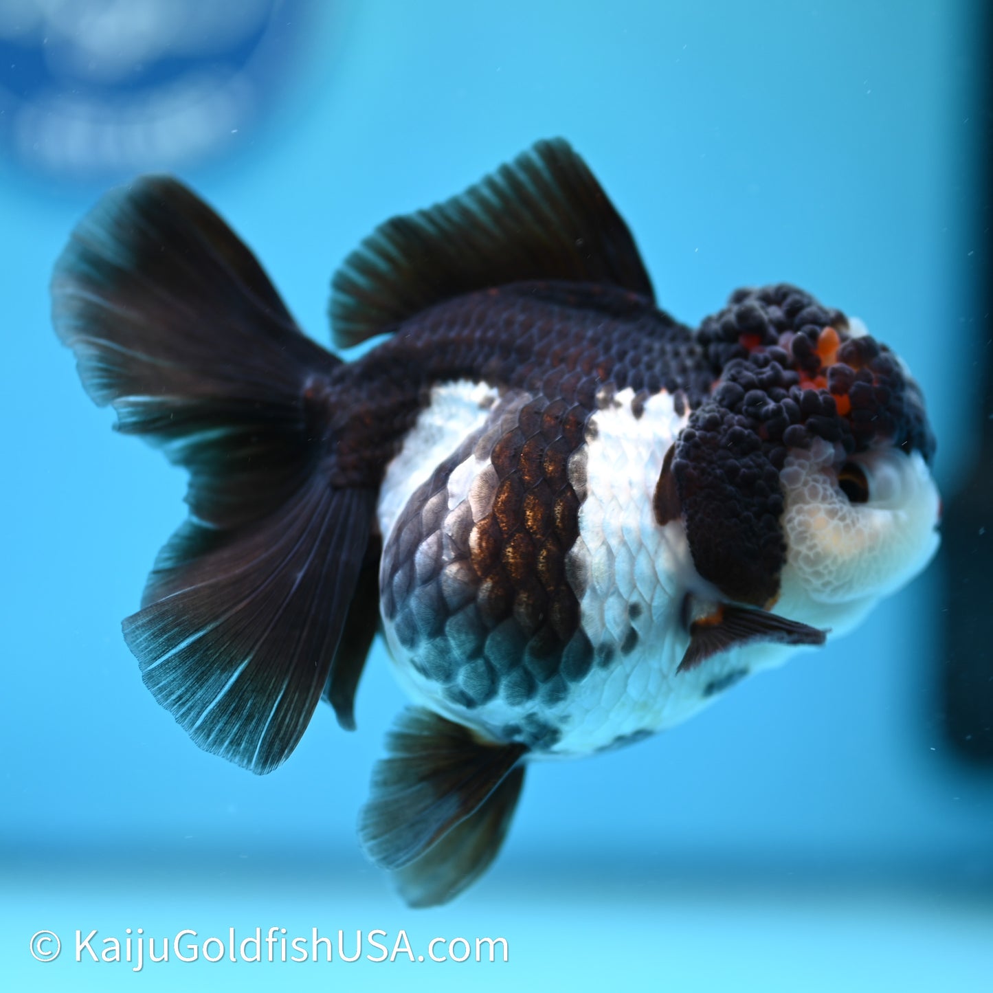 Rose Tail Panda Oranda 3.5in body (240607_OR08) - Kaiju Goldfish USA