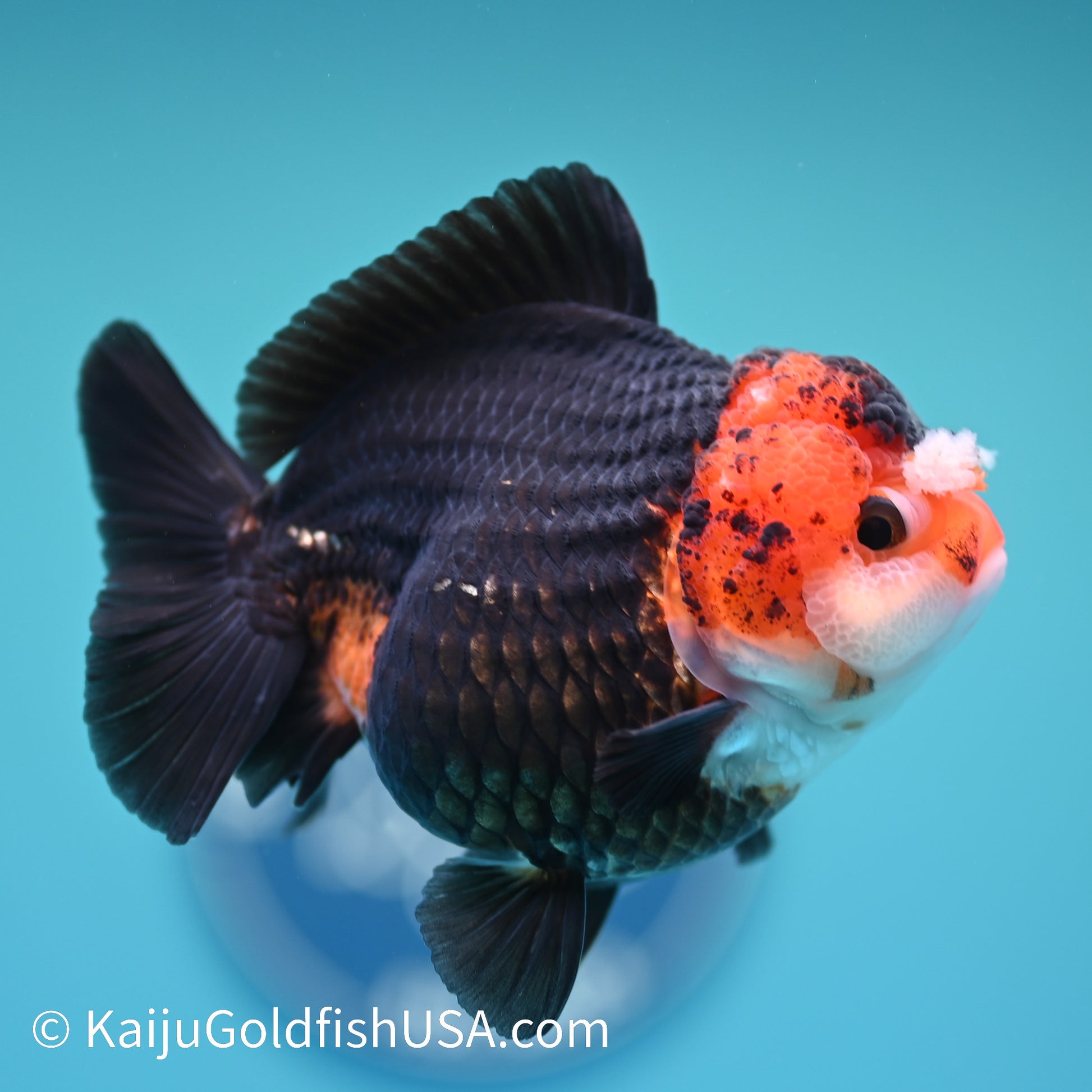 Black Body Red Head YuanBao Oranda 4.5 inches (240510_OR08) - Kaiju Goldfish USA