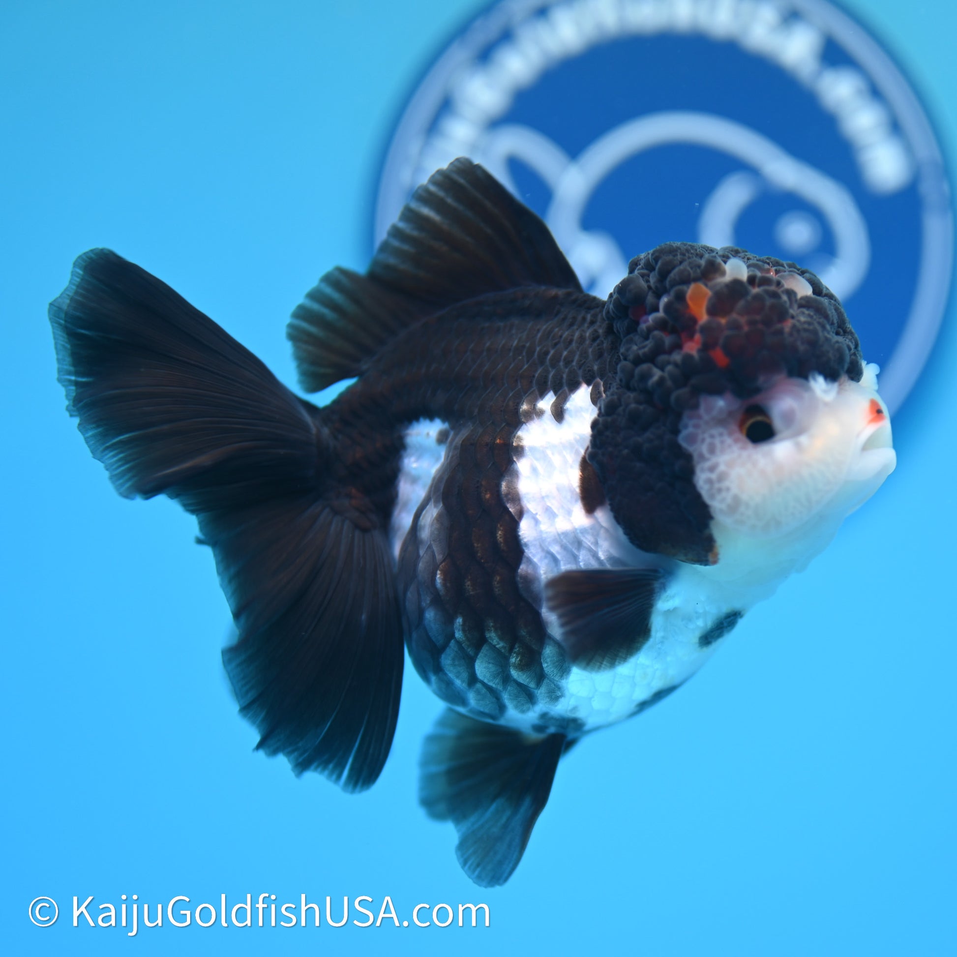 Rose Tail Panda Oranda 3.5in body (240607_OR08) - Kaiju Goldfish USA