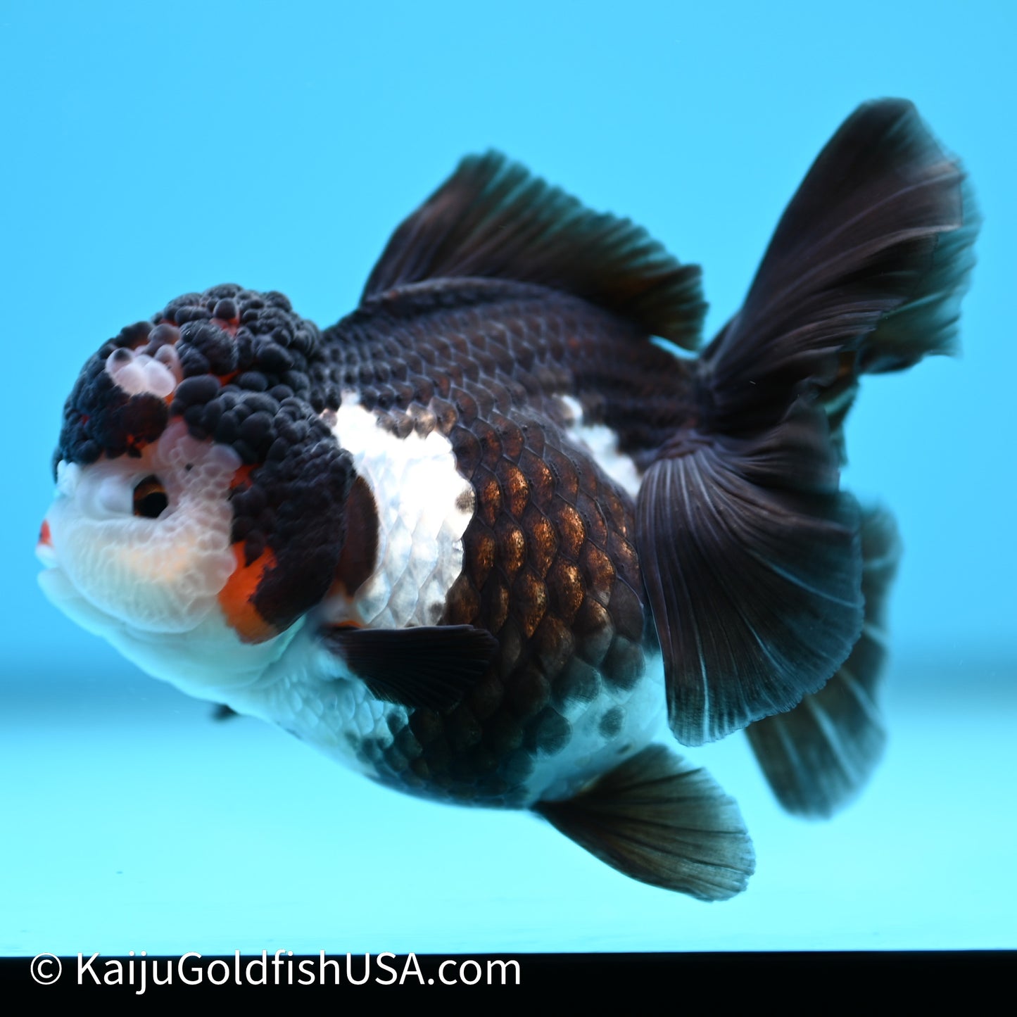 Rose Tail Panda Oranda 3.5in body (240607_OR08) - Kaiju Goldfish USA