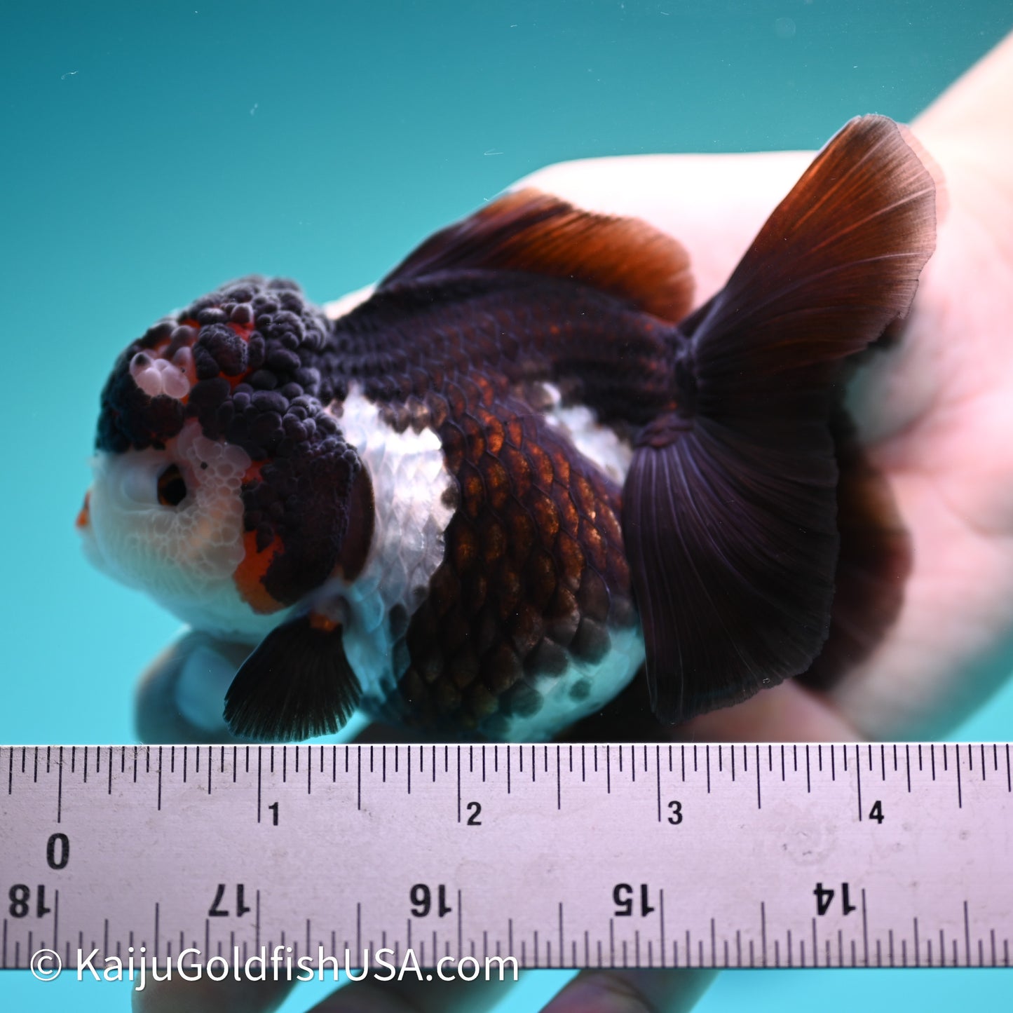 Rose Tail Panda Oranda 3.5in body (240607_OR08) - Kaiju Goldfish USA