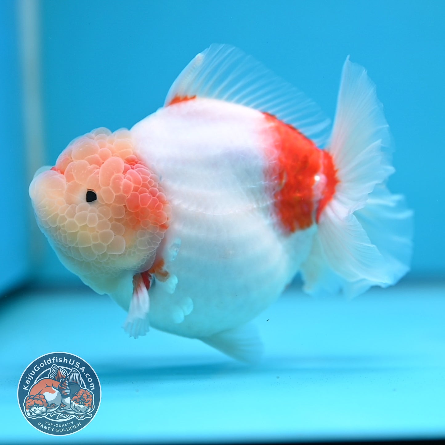 Sakura Oranda 4 inch Body (250613_OR08)