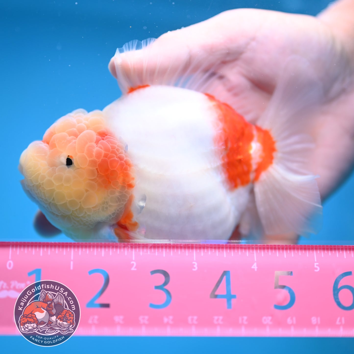 Sakura Oranda 4 inch Body (250613_OR08)