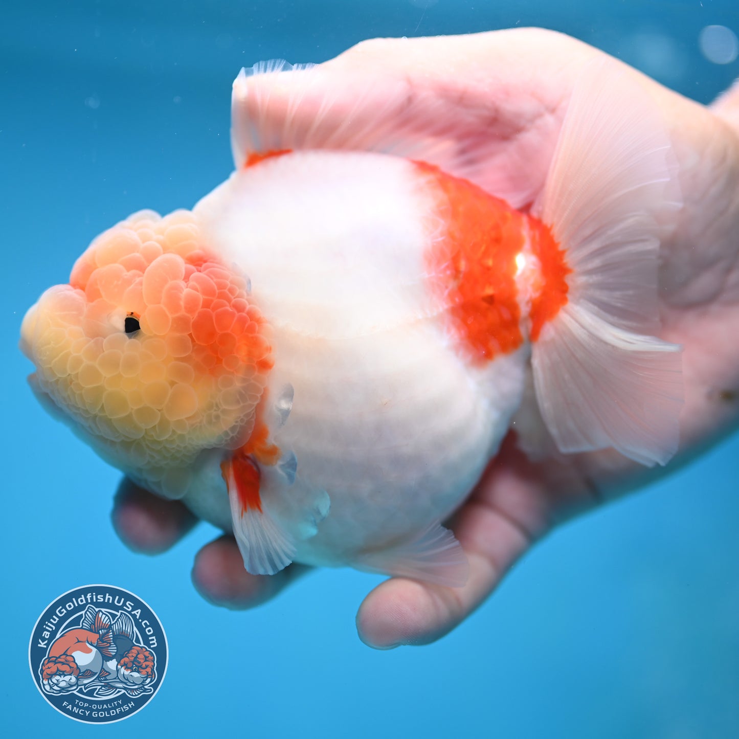 Sakura Oranda 4 inch Body (250613_OR08)