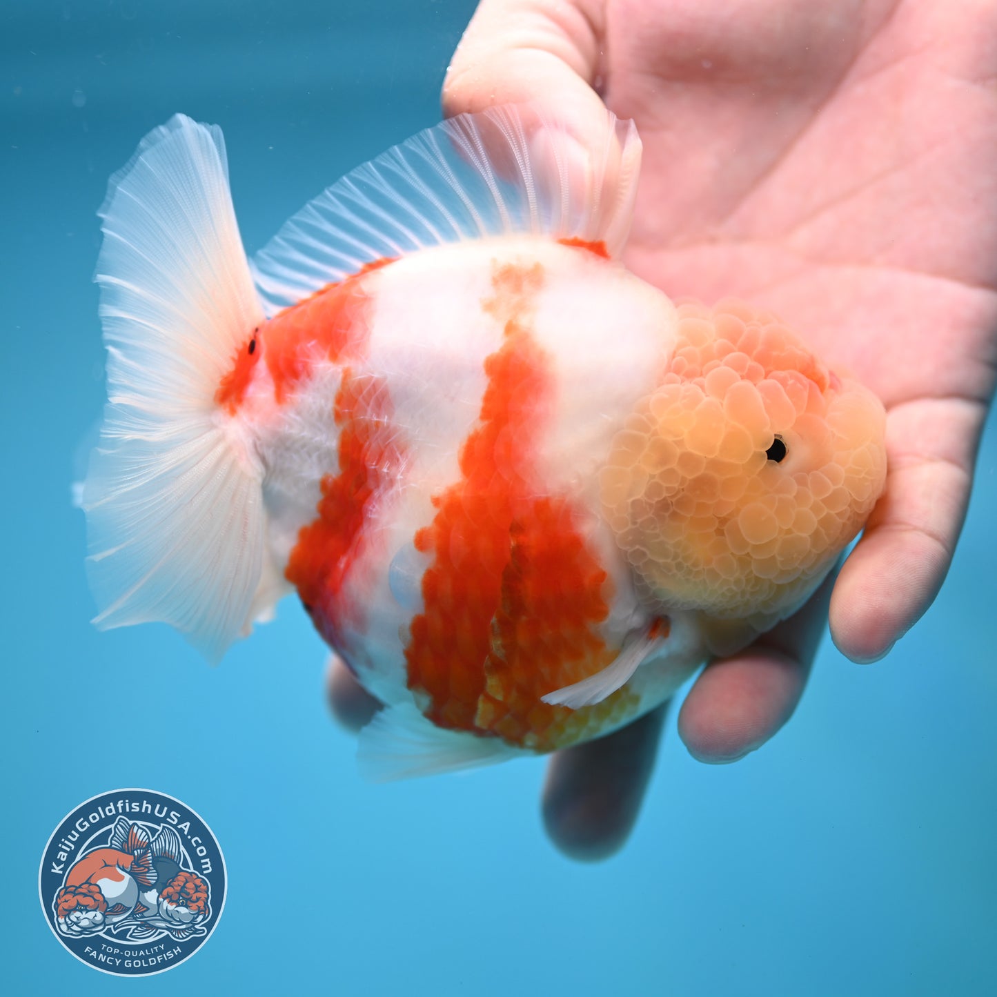 Sakura Oranda 4 inch Body (250613_OR08)