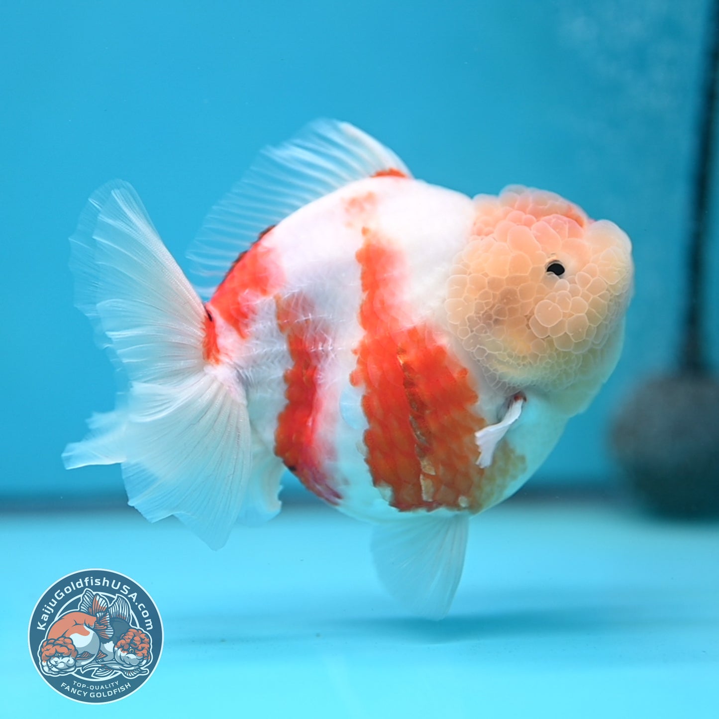 Sakura Oranda 4 inch Body (250613_OR08)