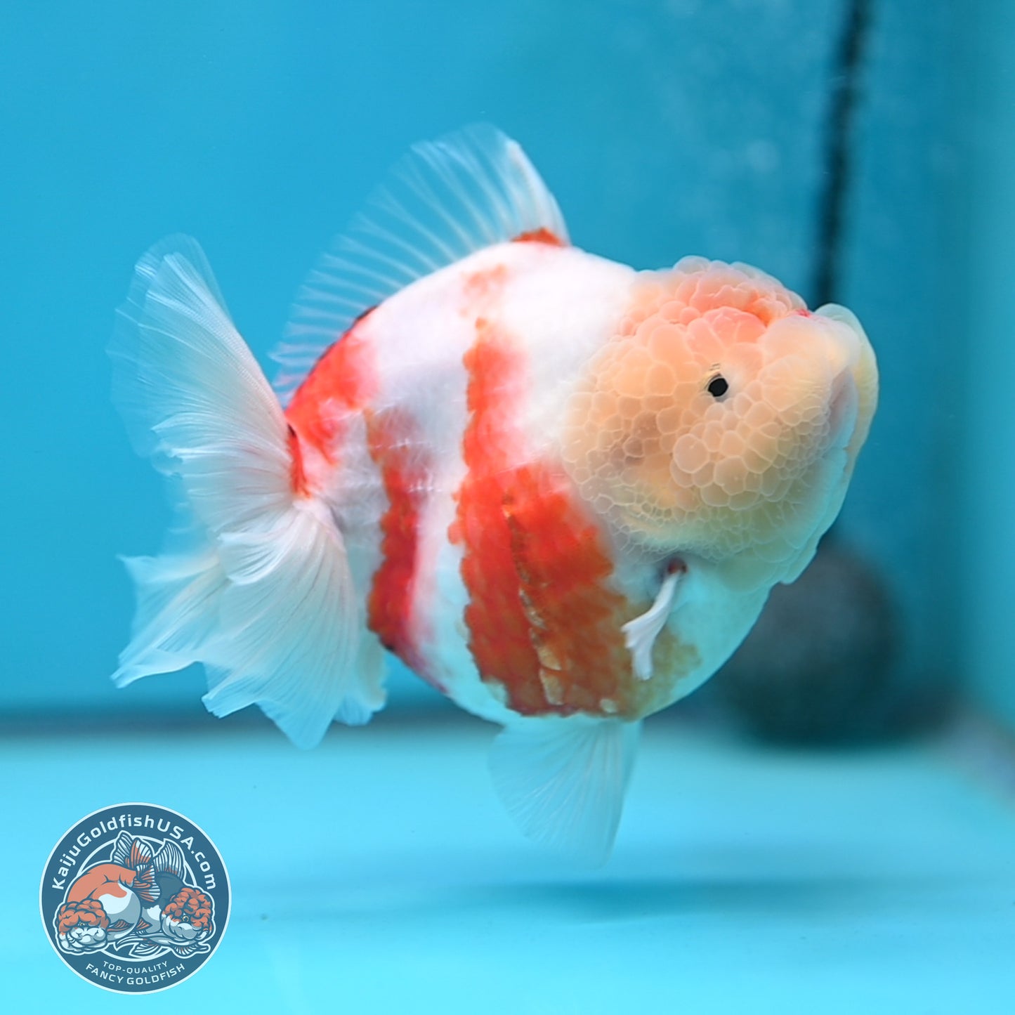 Sakura Oranda 4 inch Body (250613_OR08)