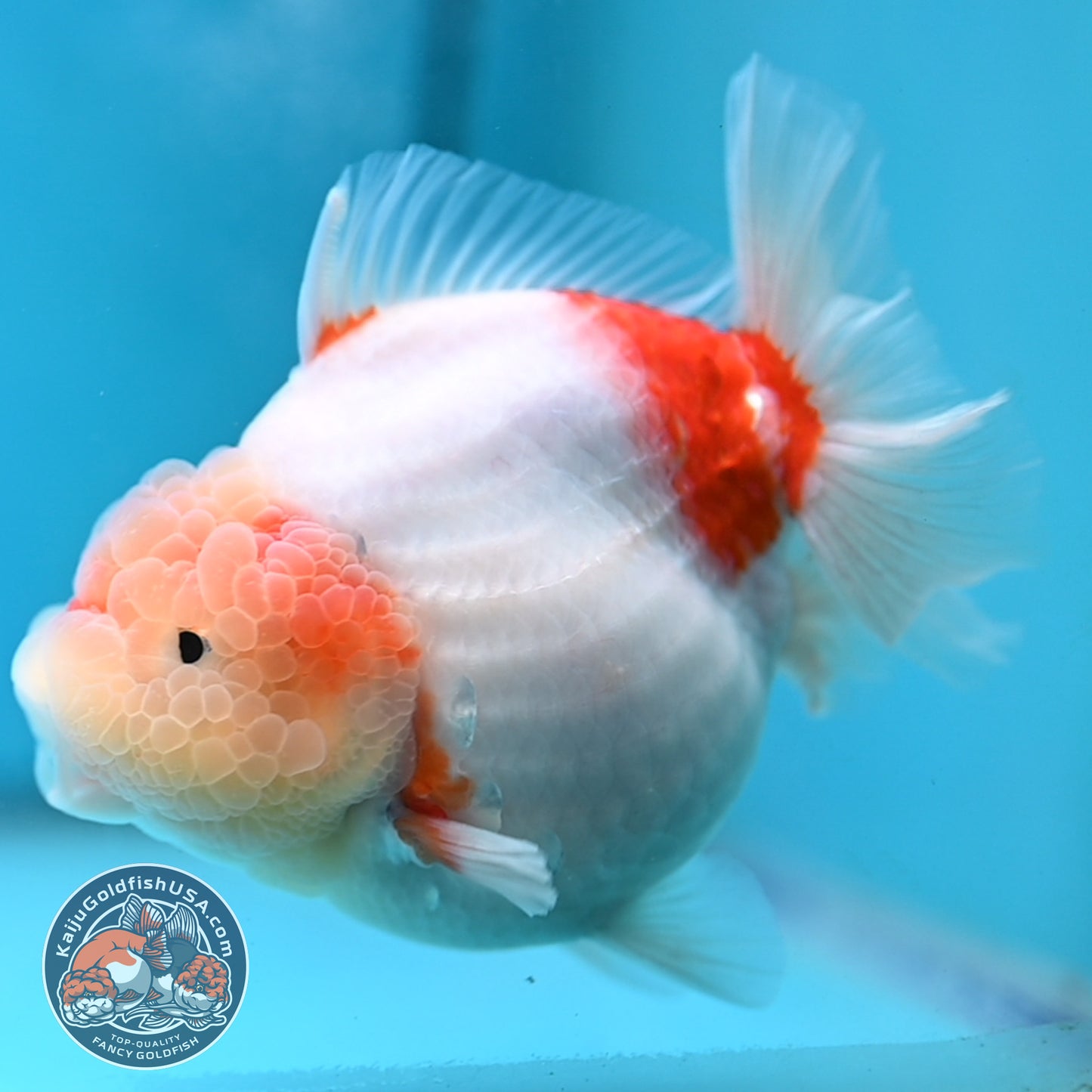 Sakura Oranda 4 inch Body (250613_OR08)