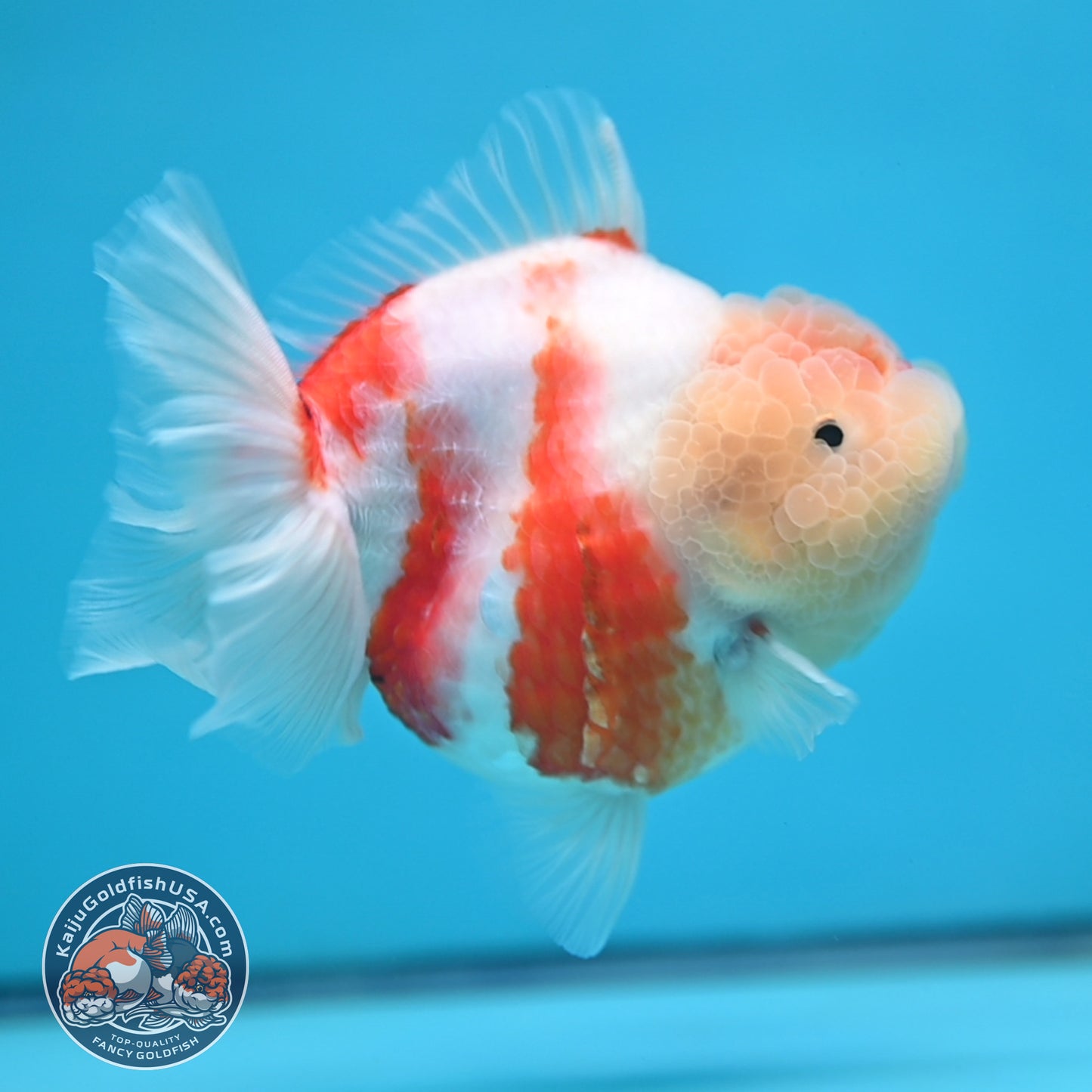 Sakura Oranda 4 inch Body (250613_OR08)