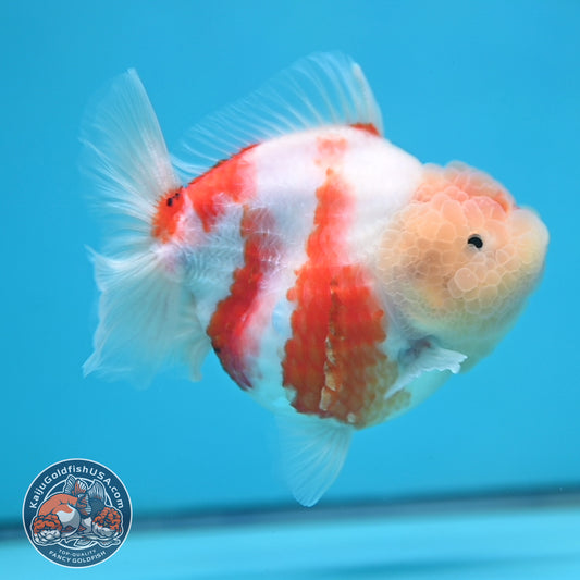 Sakura Oranda 4 inch Body (250613_OR08)
