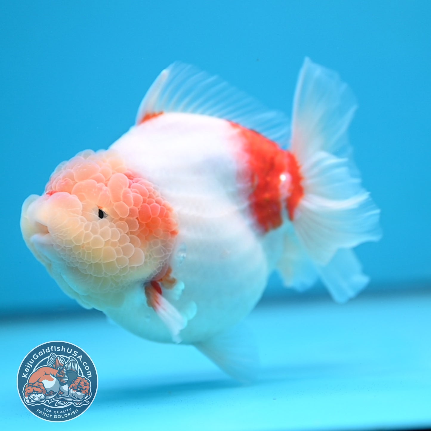 Sakura Oranda 4 inch Body (250613_OR08)
