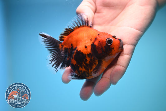 Shogun Calico Oranda 3.5 inch Body (250815_OR08)