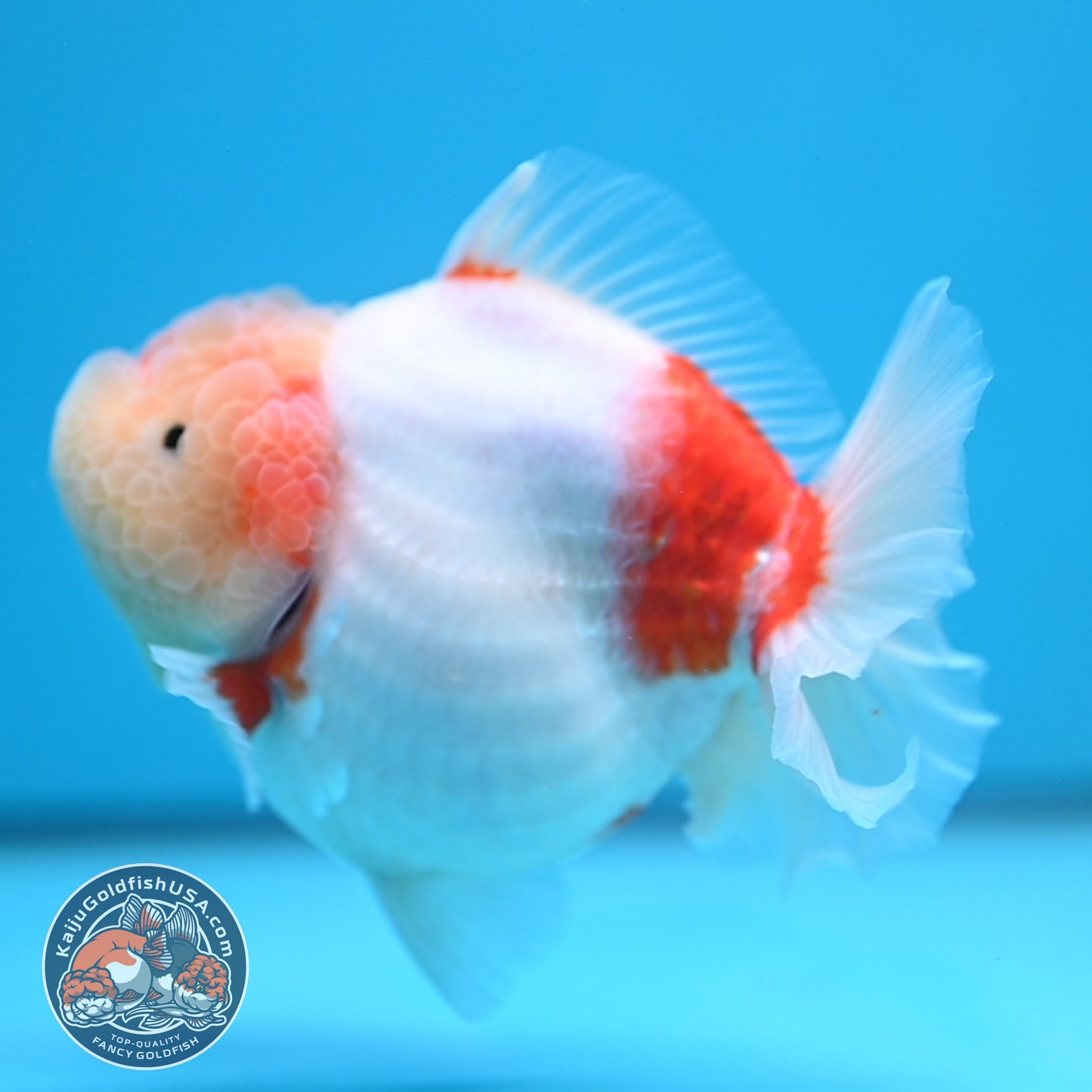 Sakura Oranda 4 inch Body (250613_OR08)