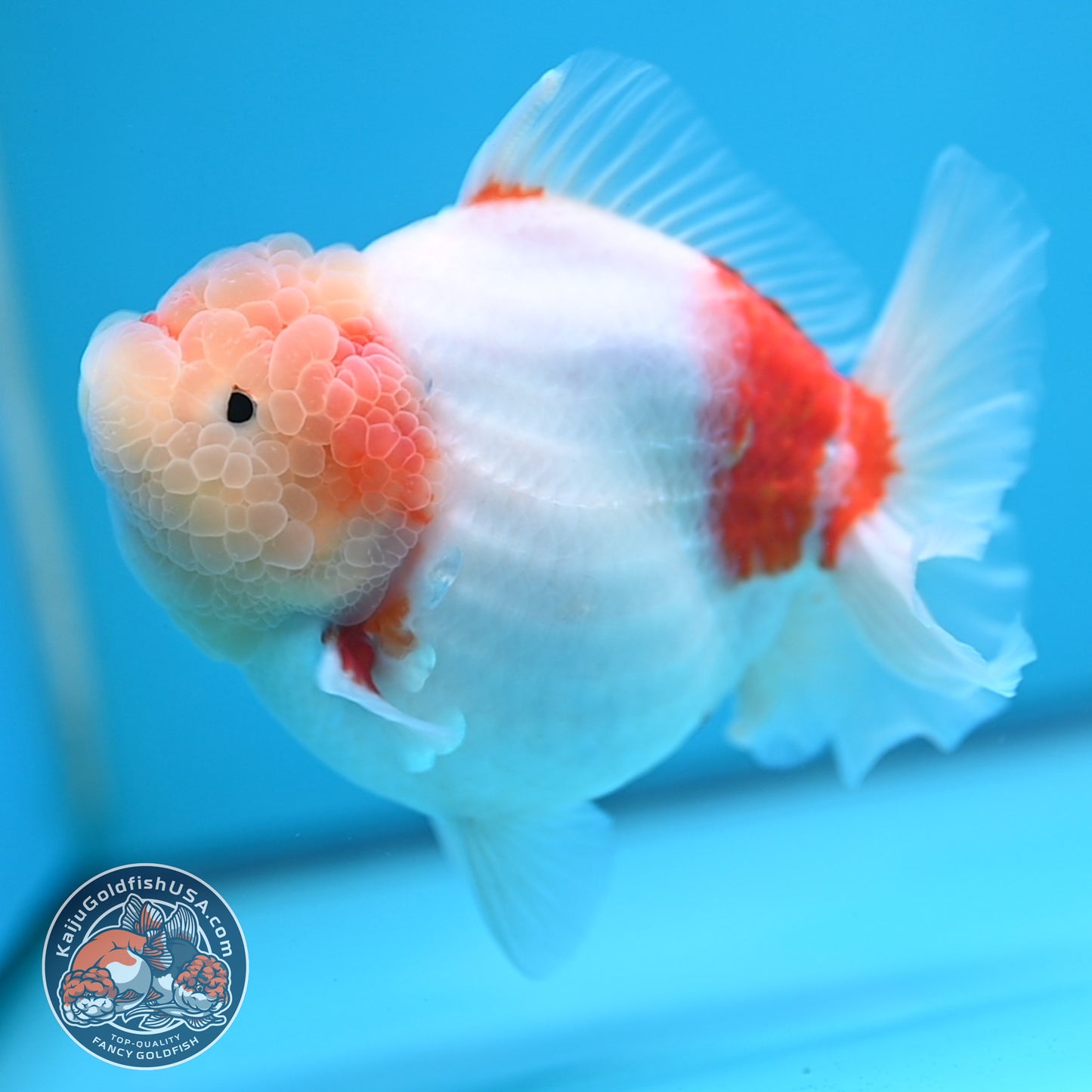 Sakura Oranda 4 inch Body (250613_OR08)