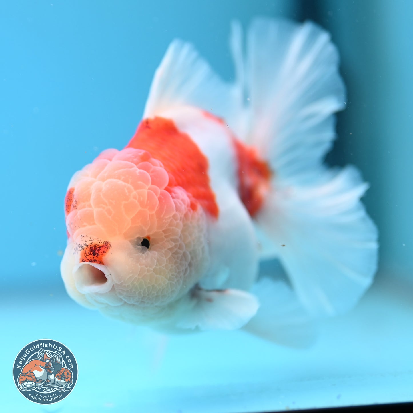 Sakura Rose Tail Oranda 4.5 inches (241025_OR08) - Kaiju Goldfish USA