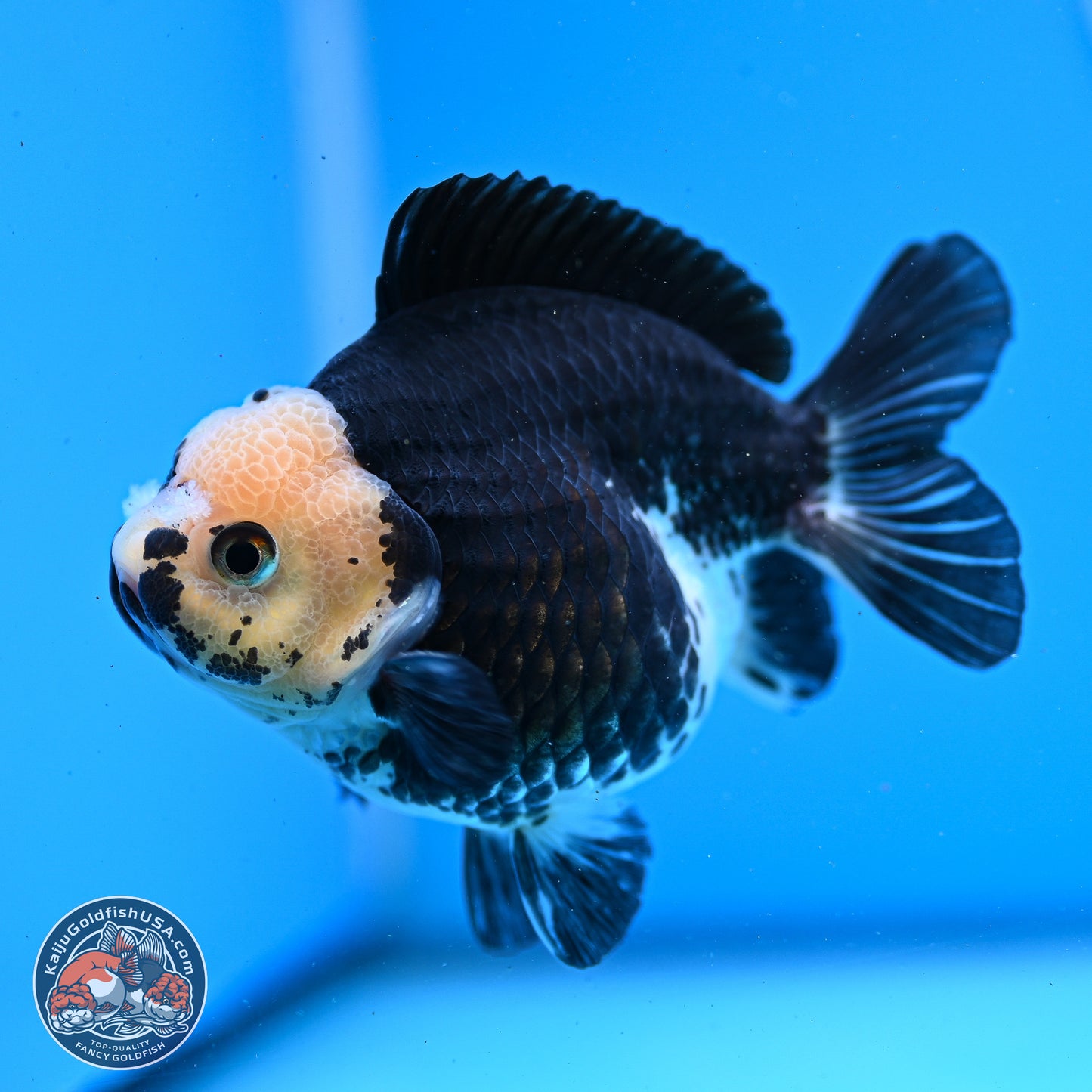 Panda YuanBao Oranda 3.5in Body (240830_OR08) - Kaiju Goldfish USA