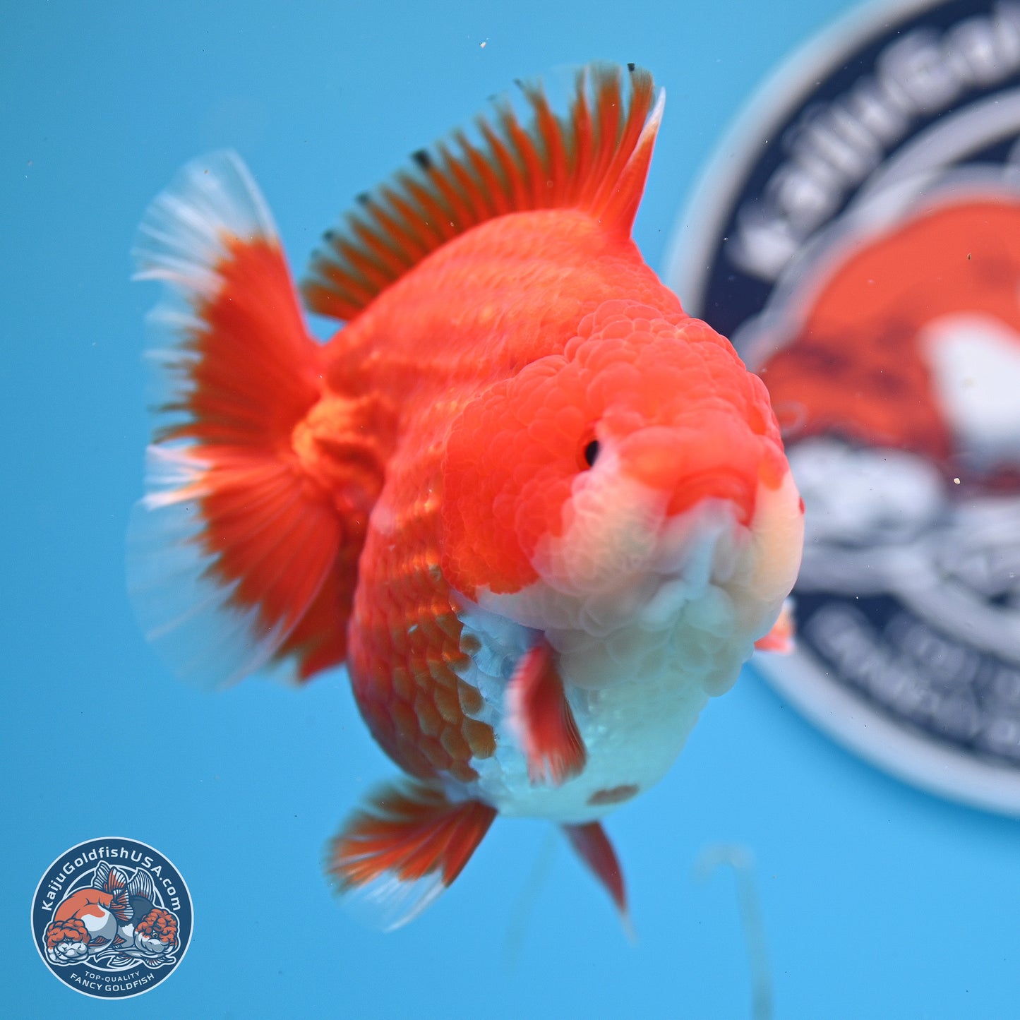 Red White YuanBao Oranda 3.5 inches Body - Male (250214_OR08)