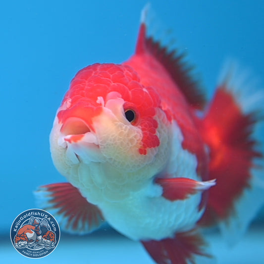 Red White Oranda 4 inch Body (250919_OR08)