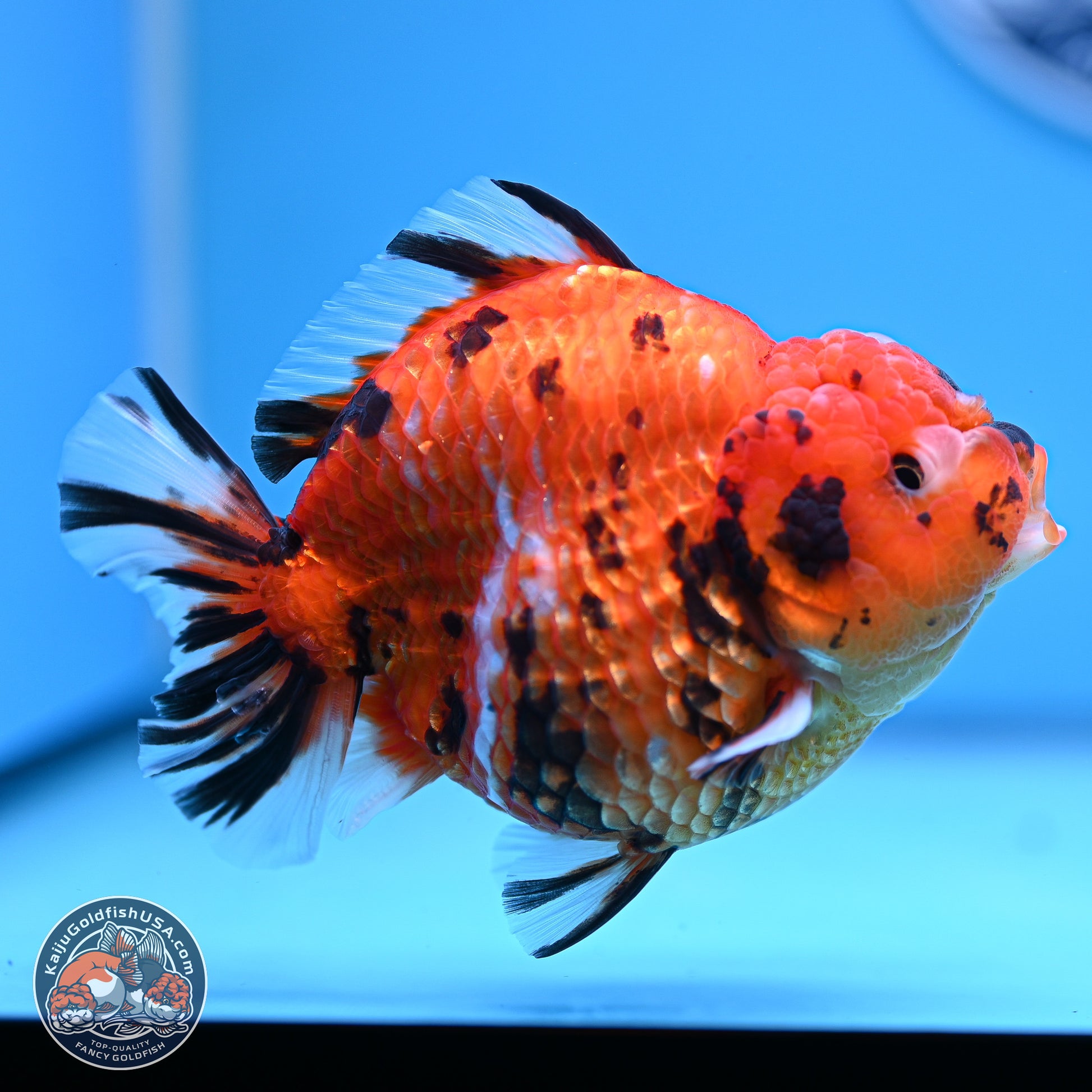 Tiger YuanBao Oranda 4-5 inches (240920_OR08) - Kaiju Goldfish USA