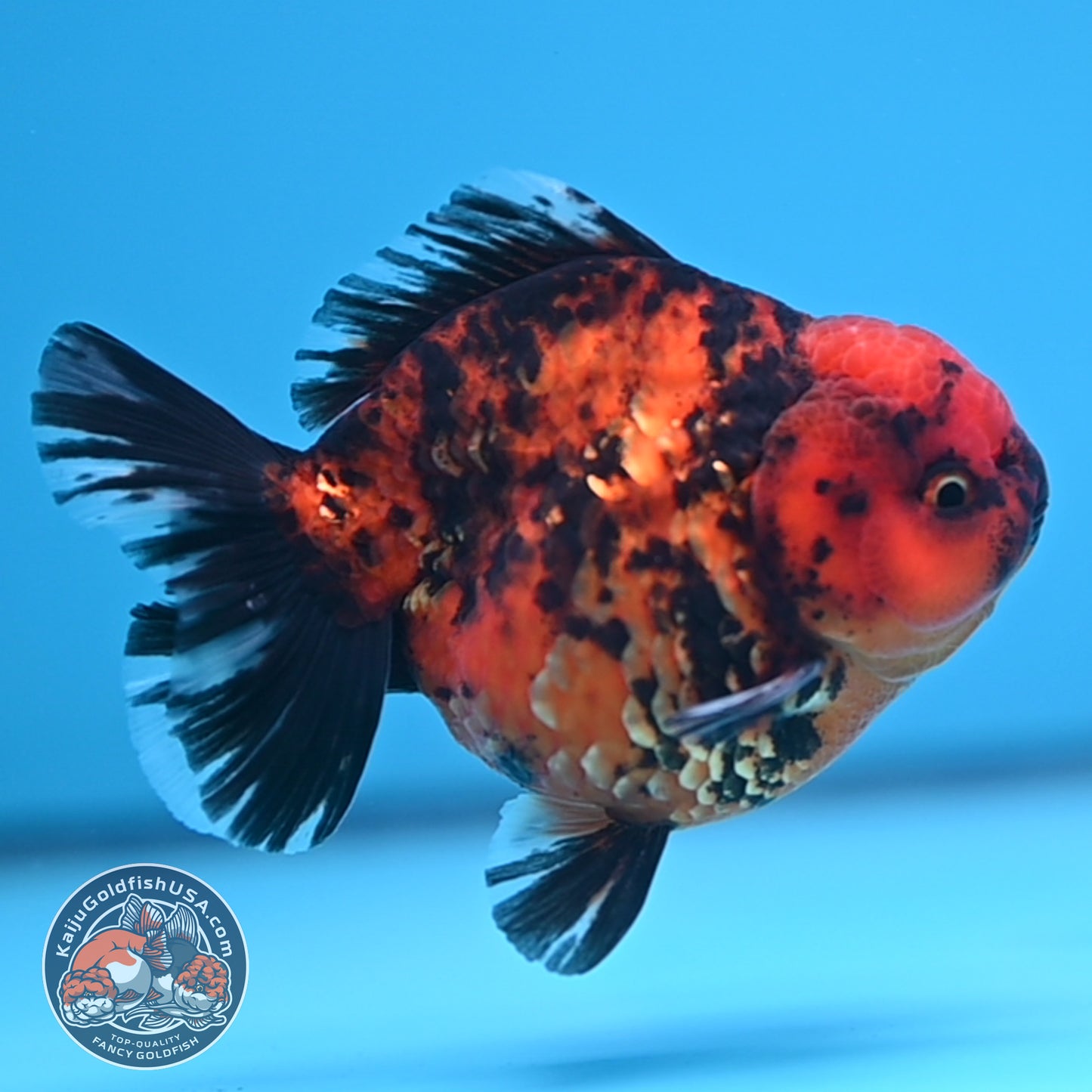 Shogun Tiger Oranda 3.5 inches Body (250530_OR08)