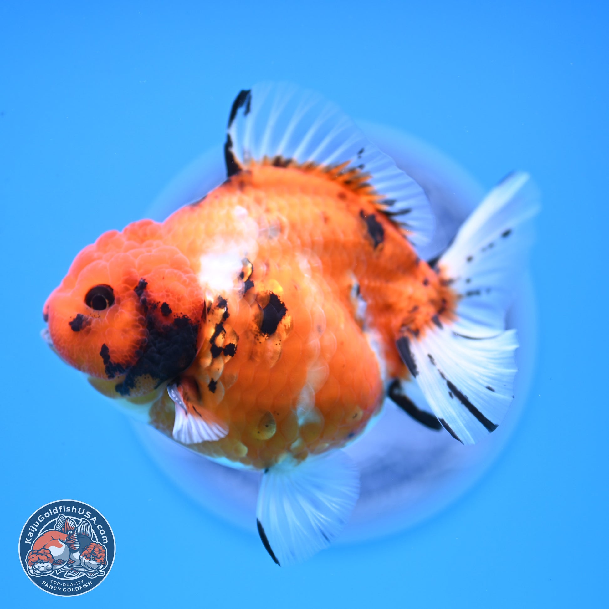 Shogun Tricolor Tiger YuanBao Oranda 3.5in Body (240816_OR08) - Kaiju Goldfish USA