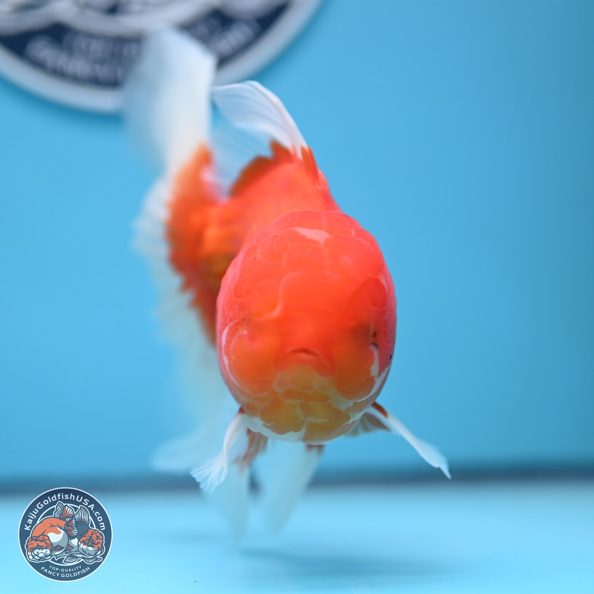 Red White Rose Tail Oranda 4-6 inches (240906_OR08) - Kaiju Goldfish USA