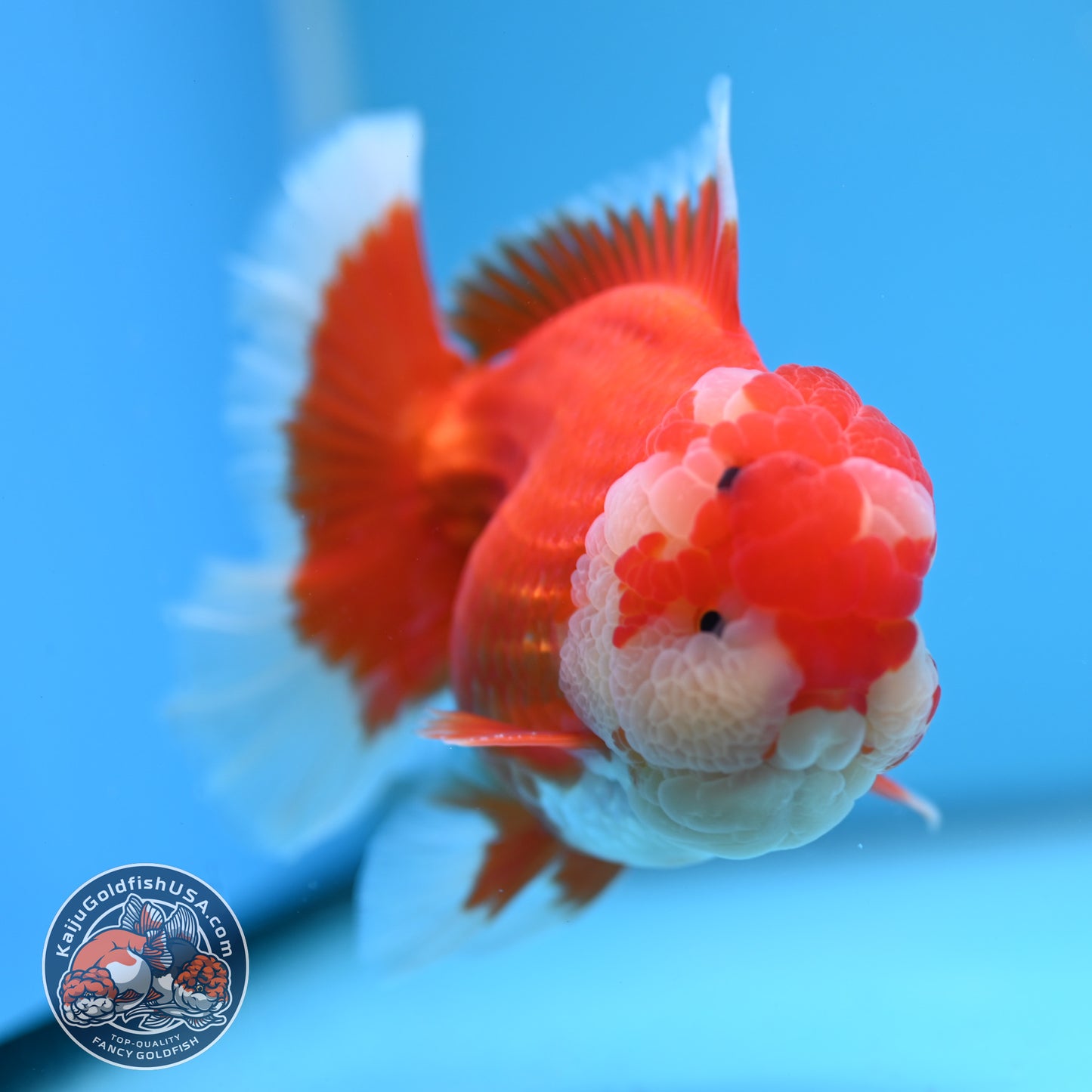 Red White Rose Tail Oranda 3.5 inches Body (250523_OR08)