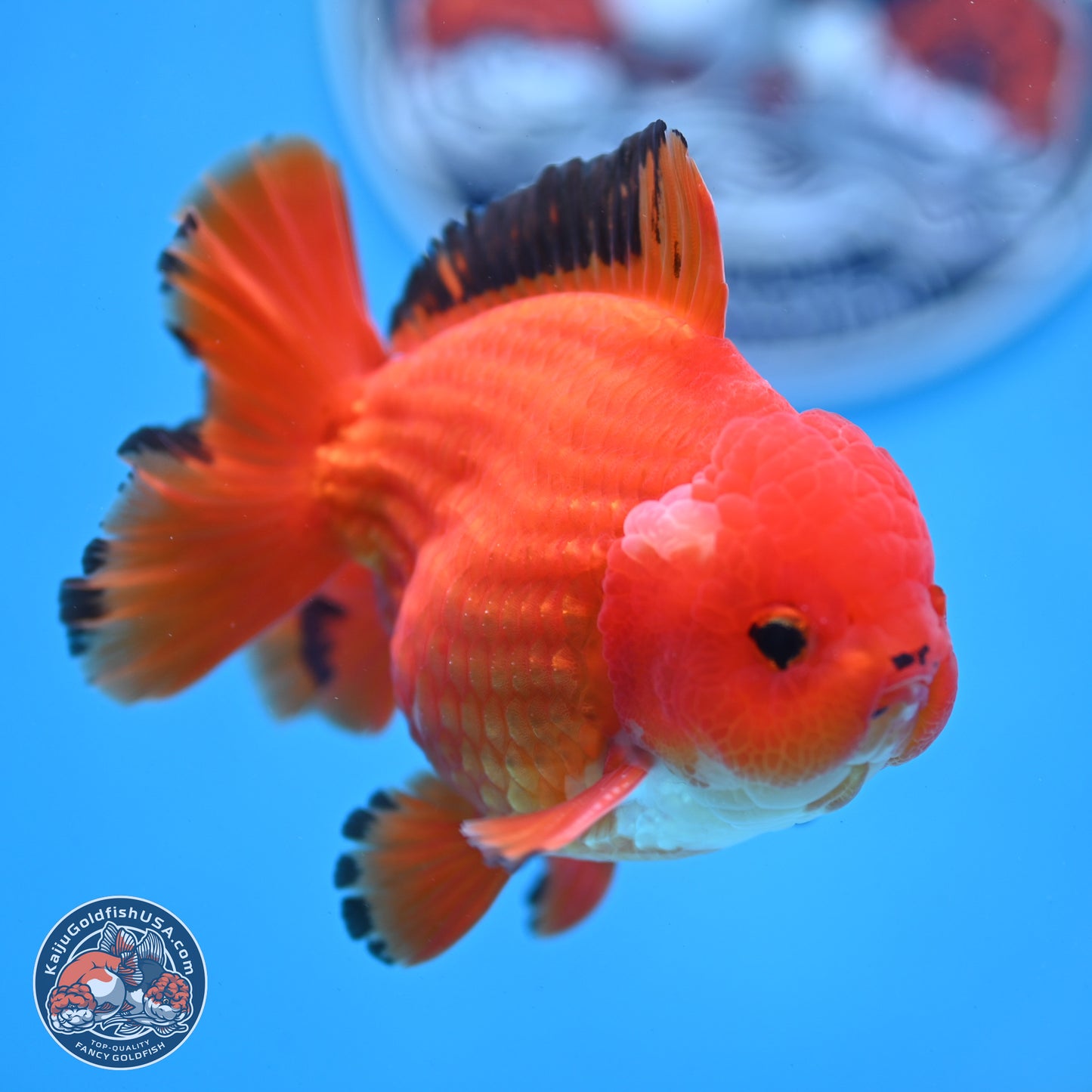 Apache YuanBao Oranda 3.5 inches Body - Male (250228_OR08)