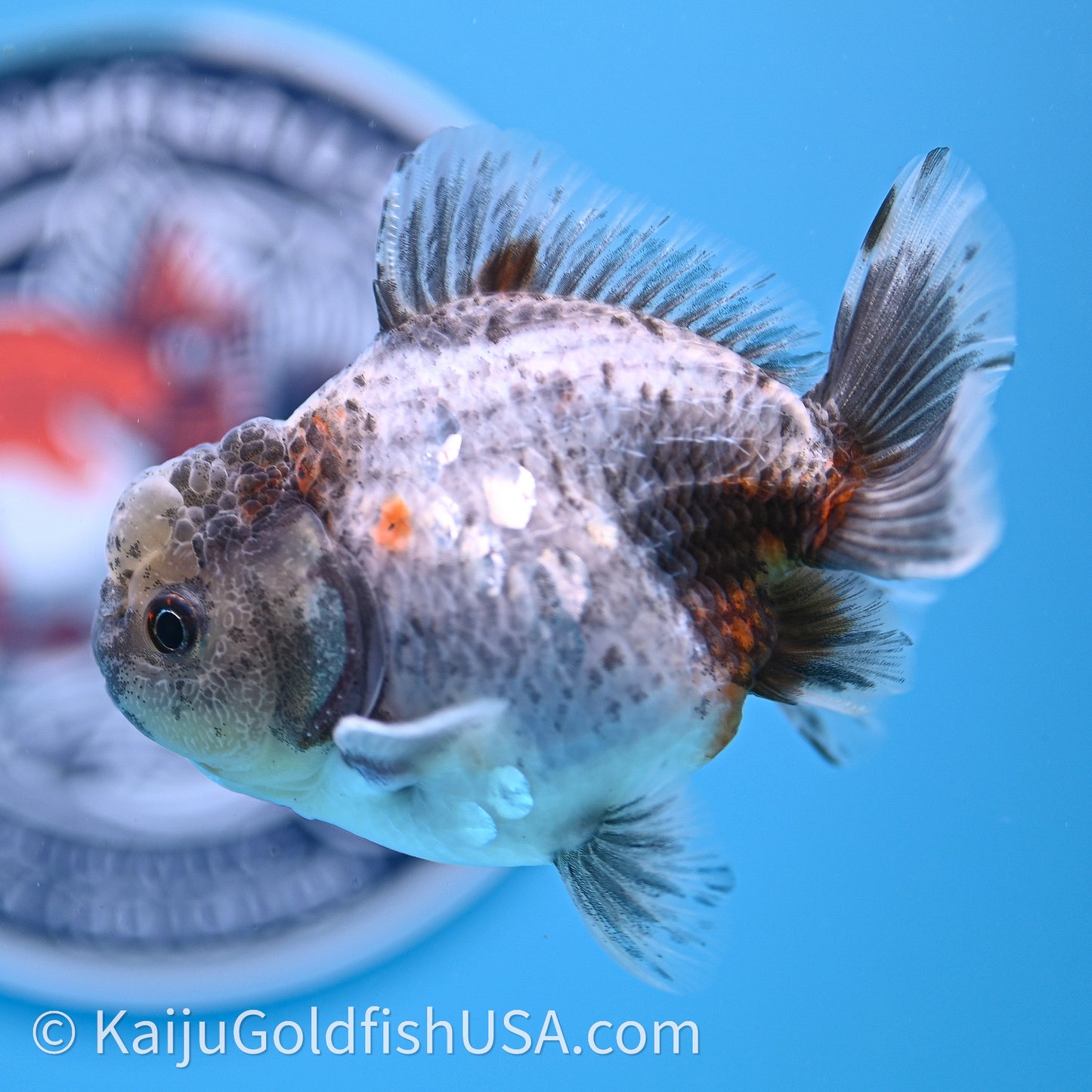 Shogun Godzilla Blue Based Oranda 3.25in Body (240726_OR08) - Kaiju Goldfish USA