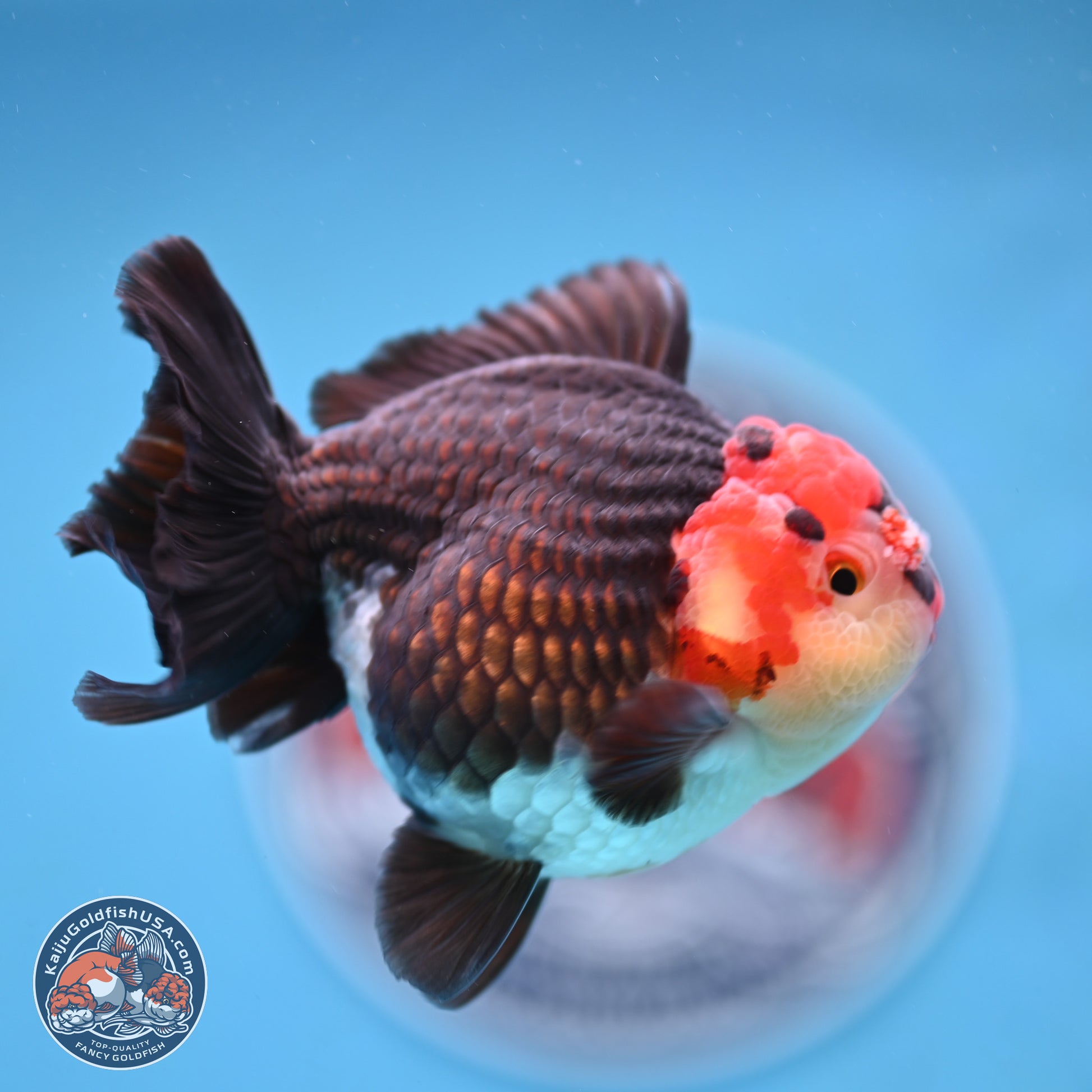 Tricolor YuanBao Oranda 3.25 inches Body - Male (250103_OR08) - Kaiju Goldfish USA