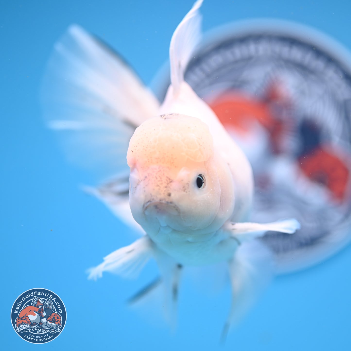 Calico Rose Tail Oranda 6.5 inches - Male (241122_OR08) - Kaiju Goldfish USA