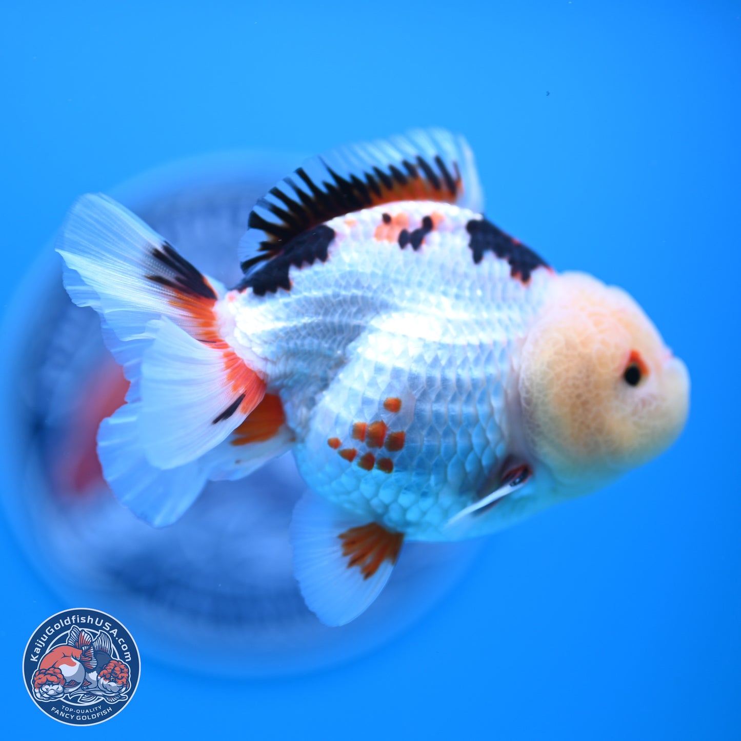 Tricolor Oranda 3.5-4.5 inches (241004_OR08) - Kaiju Goldfish USA