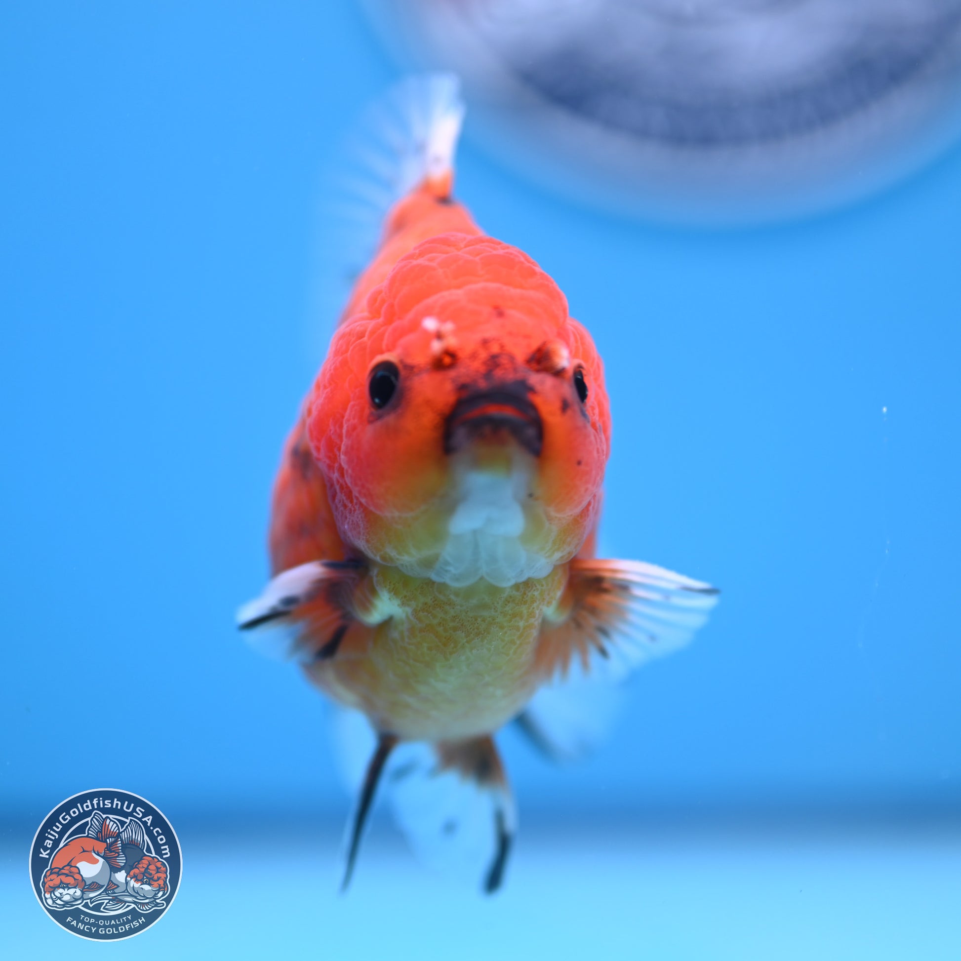 Shogun Tiger Oranda 3.75-4.5 in (241011_OR08) - Kaiju Goldfish USA