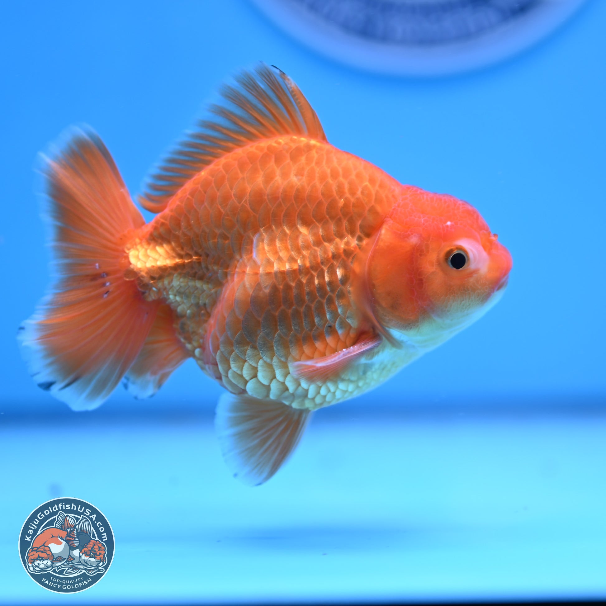 Shogun Classic Gold Broad Tail Oranda 3.5in Body (240802_OR08) - Kaiju Goldfish USA