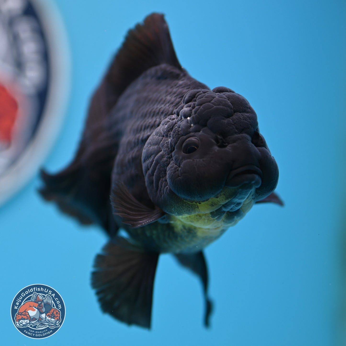 Black Rose Tail Oranda 3.5 inches Body - Male (250404_OR08)