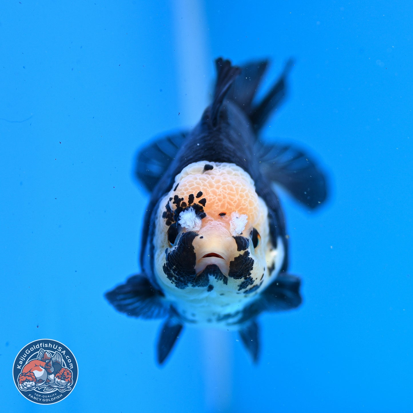 Panda YuanBao Oranda 3.5in Body (240830_OR08) - Kaiju Goldfish USA