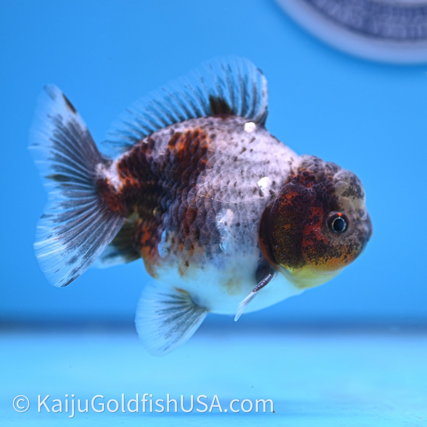 Shogun Godzilla Blue Based Oranda 3.25in Body (240726_OR08) - Kaiju Goldfish USA