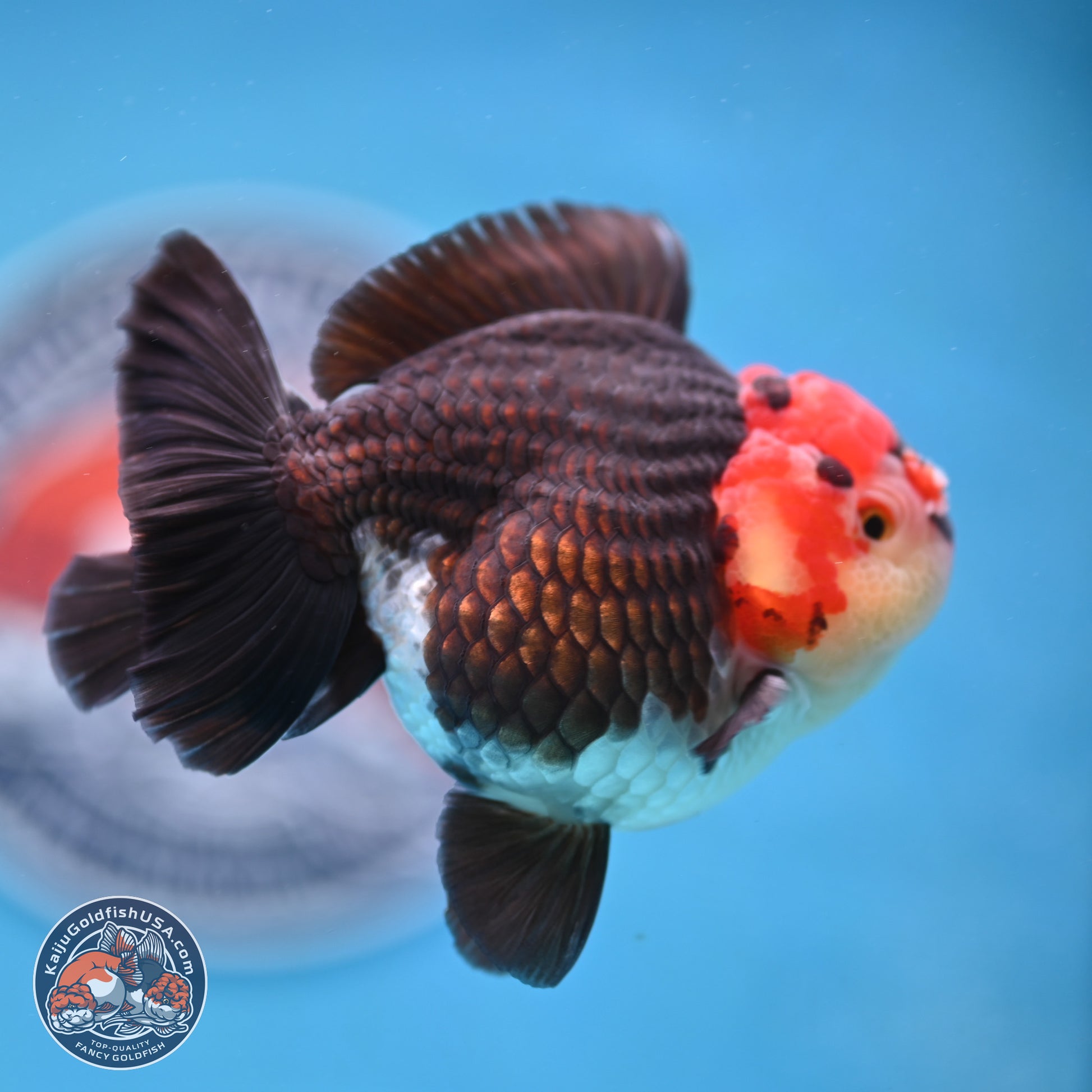 Tricolor YuanBao Oranda 3.25 inches Body - Male (250103_OR08) - Kaiju Goldfish USA