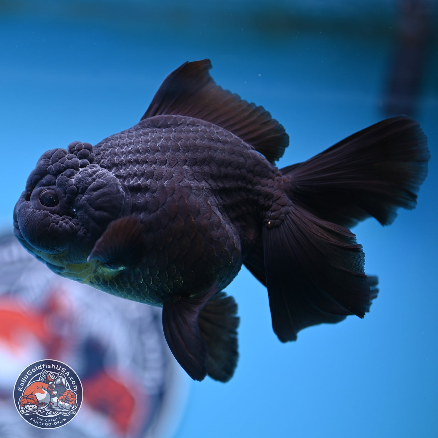 Black Rose Tail Oranda 3.5 inches Body - Male (250404_OR08)