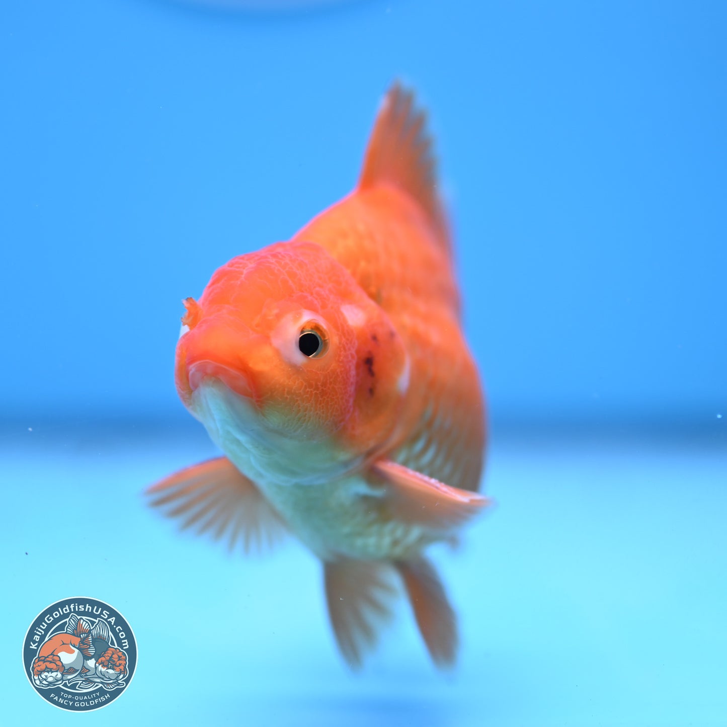 Shogun Classic Gold Broad Tail Oranda 3.5in Body (240802_OR08) - Kaiju Goldfish USA