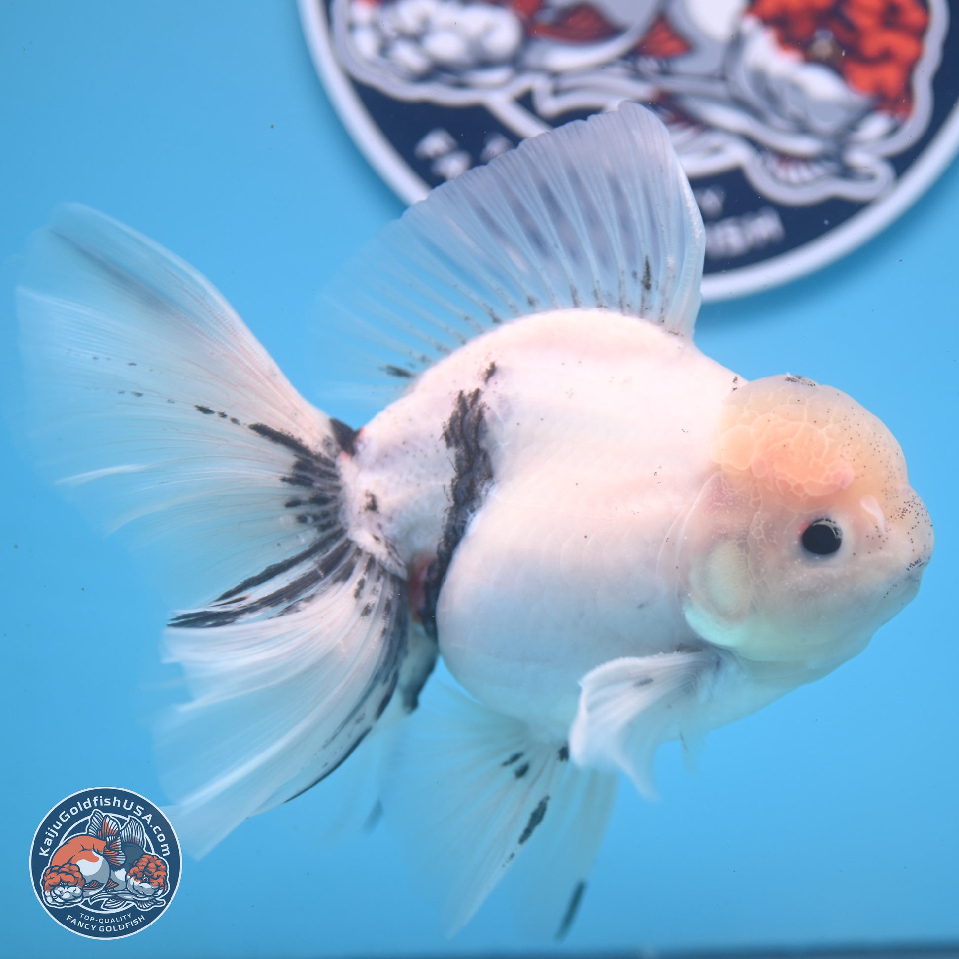 Calico Rose Tail Oranda 6.5 inches - Male (241122_OR08) - Kaiju Goldfish USA