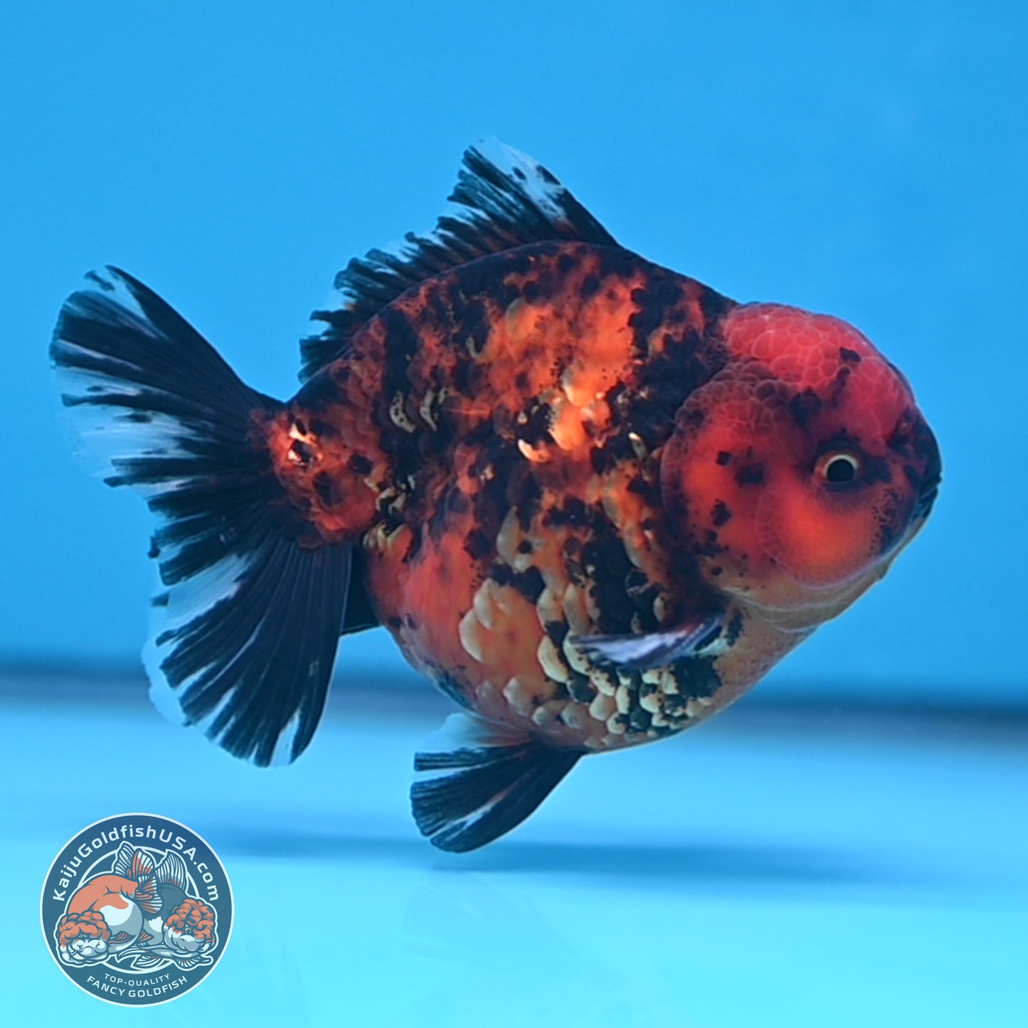 Shogun Tiger Oranda 3.5 inches Body (250530_OR08)